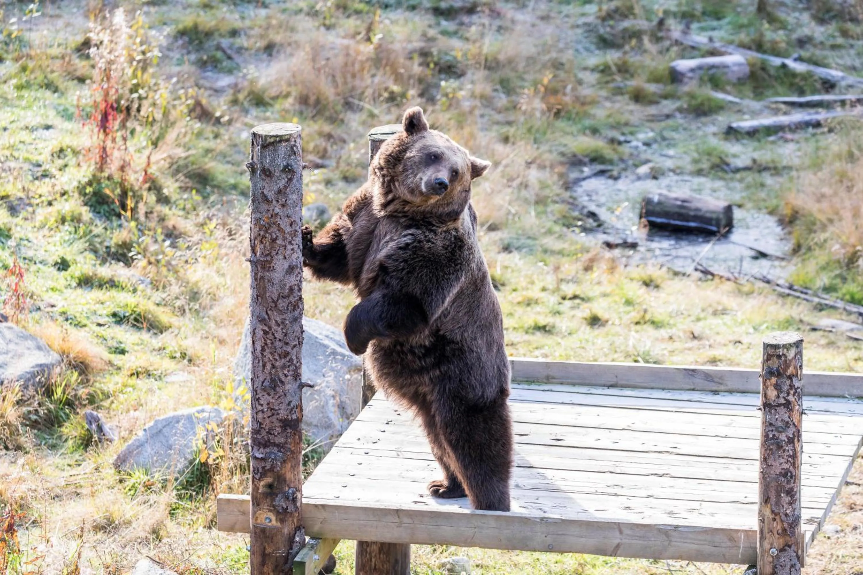 Summer in Ranua Resort Arctic Igloos