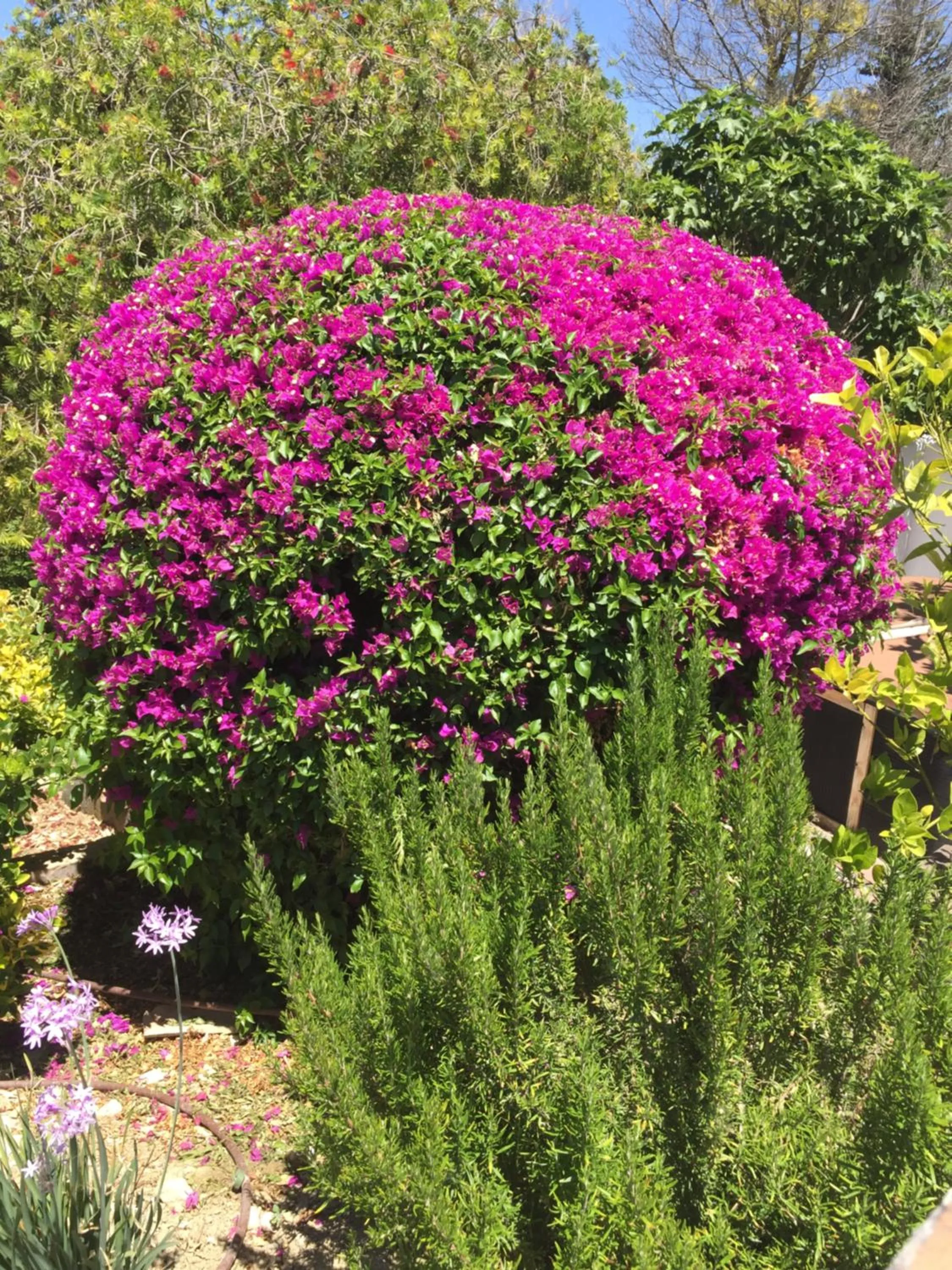 Garden in Casa Baliza, adults only
