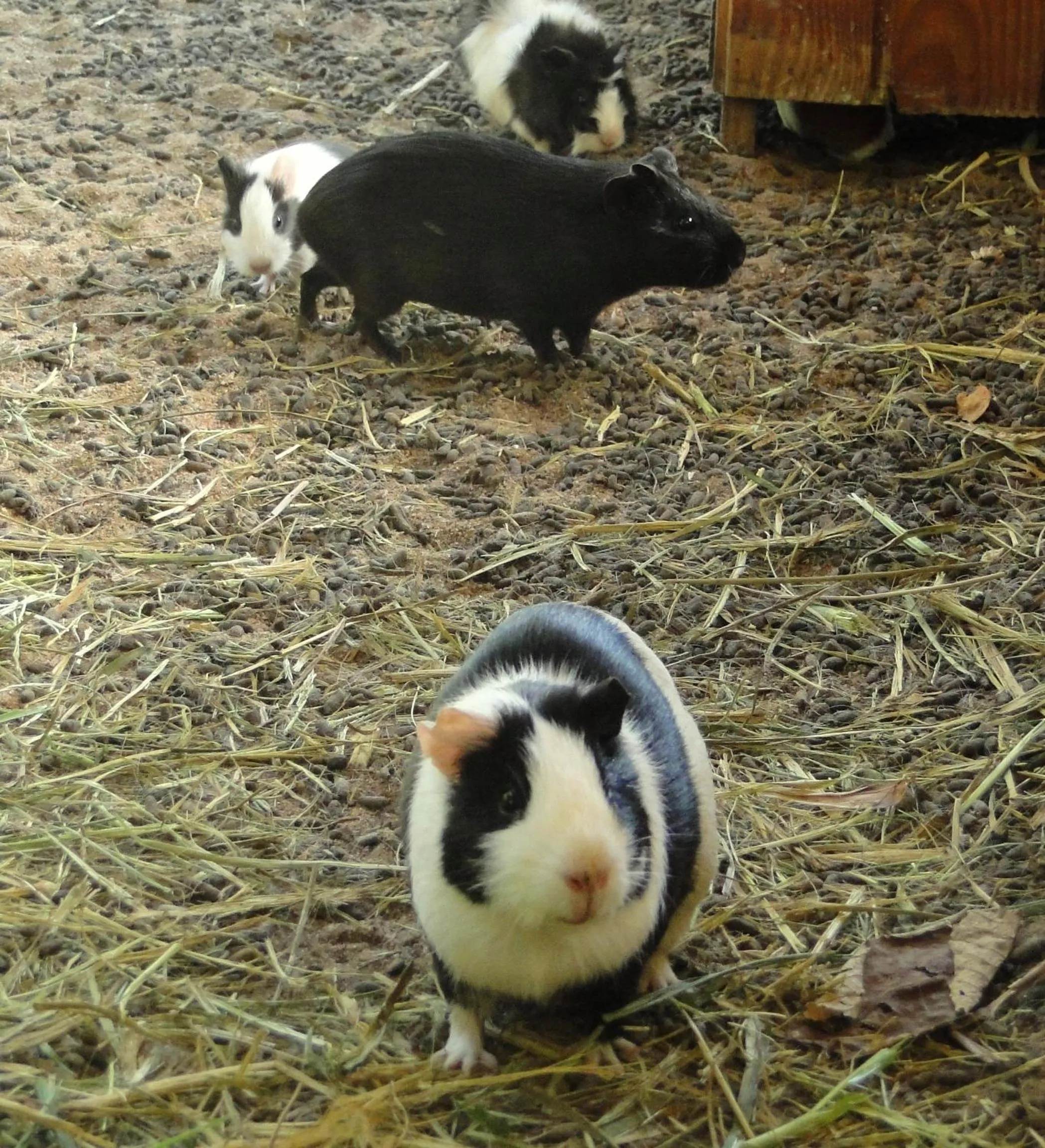 Decorative detail in Hotel Serra Everest