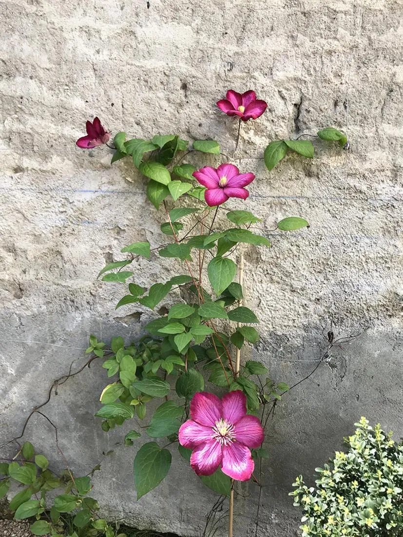 Garden in Chemin des Ormeaux