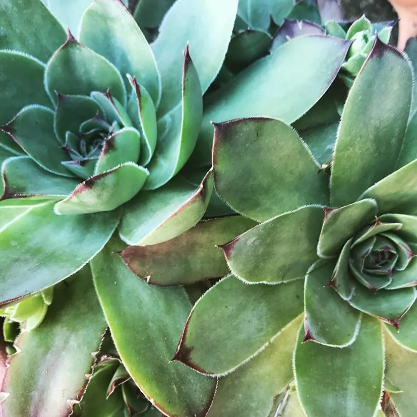 Garden in Chemin des Ormeaux