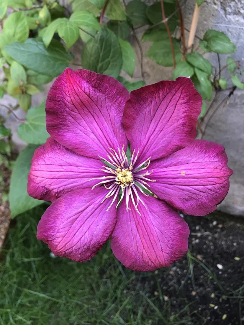 Garden in Chemin des Ormeaux