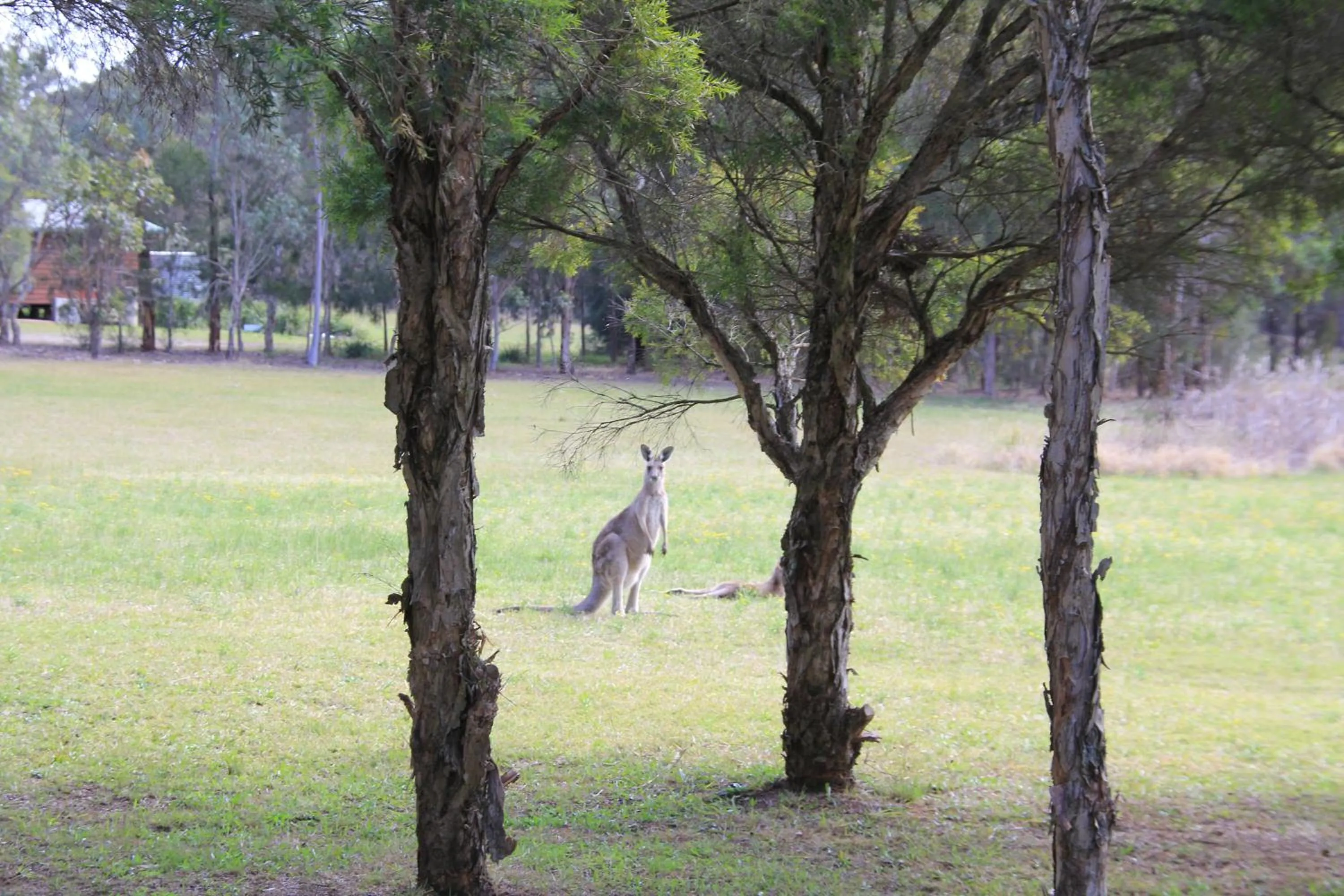 Animals in Twin Trees Country Cottages