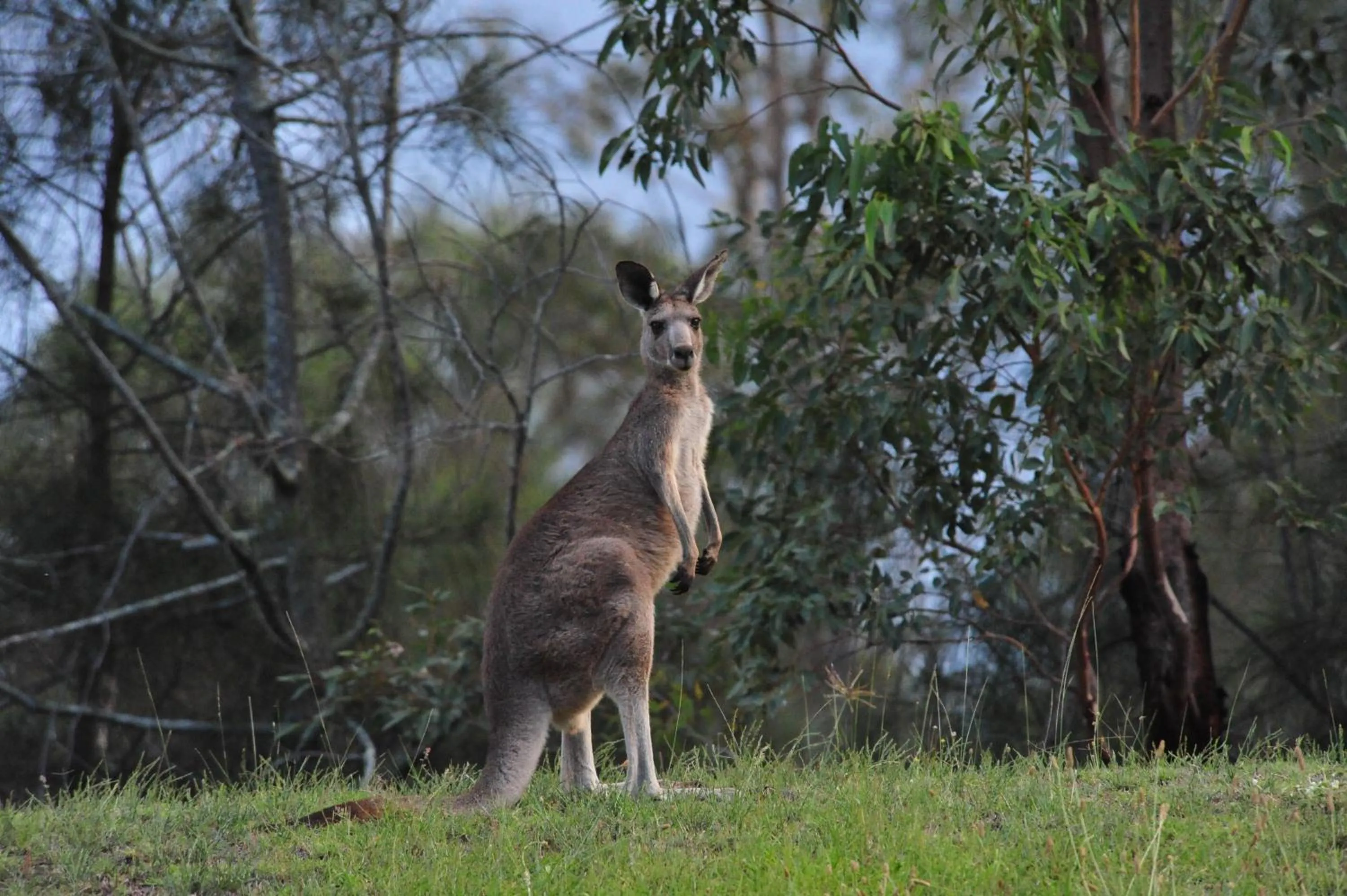 Other Animals in Twin Trees Country Cottages