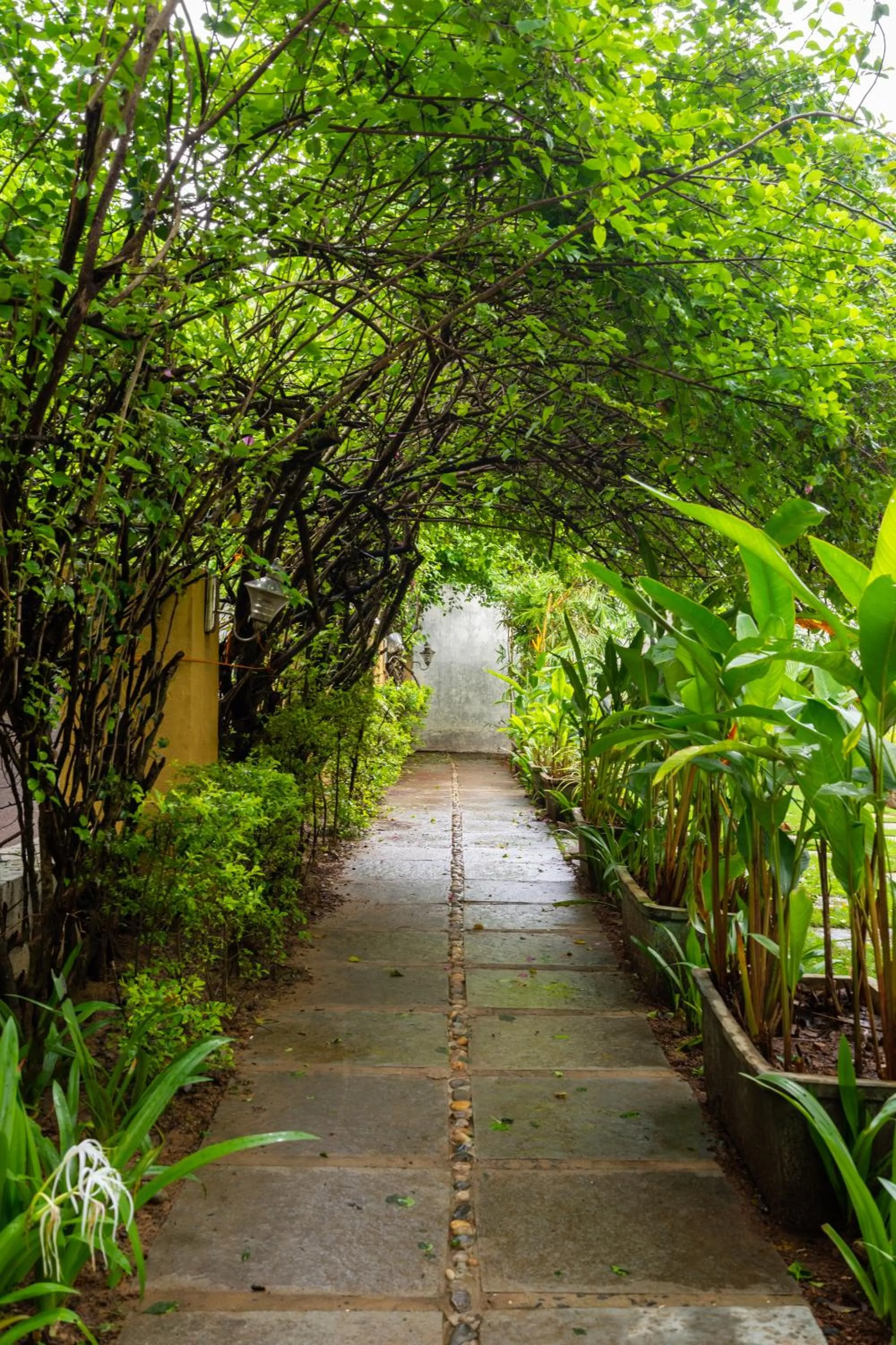 Day in The Banyan Soul