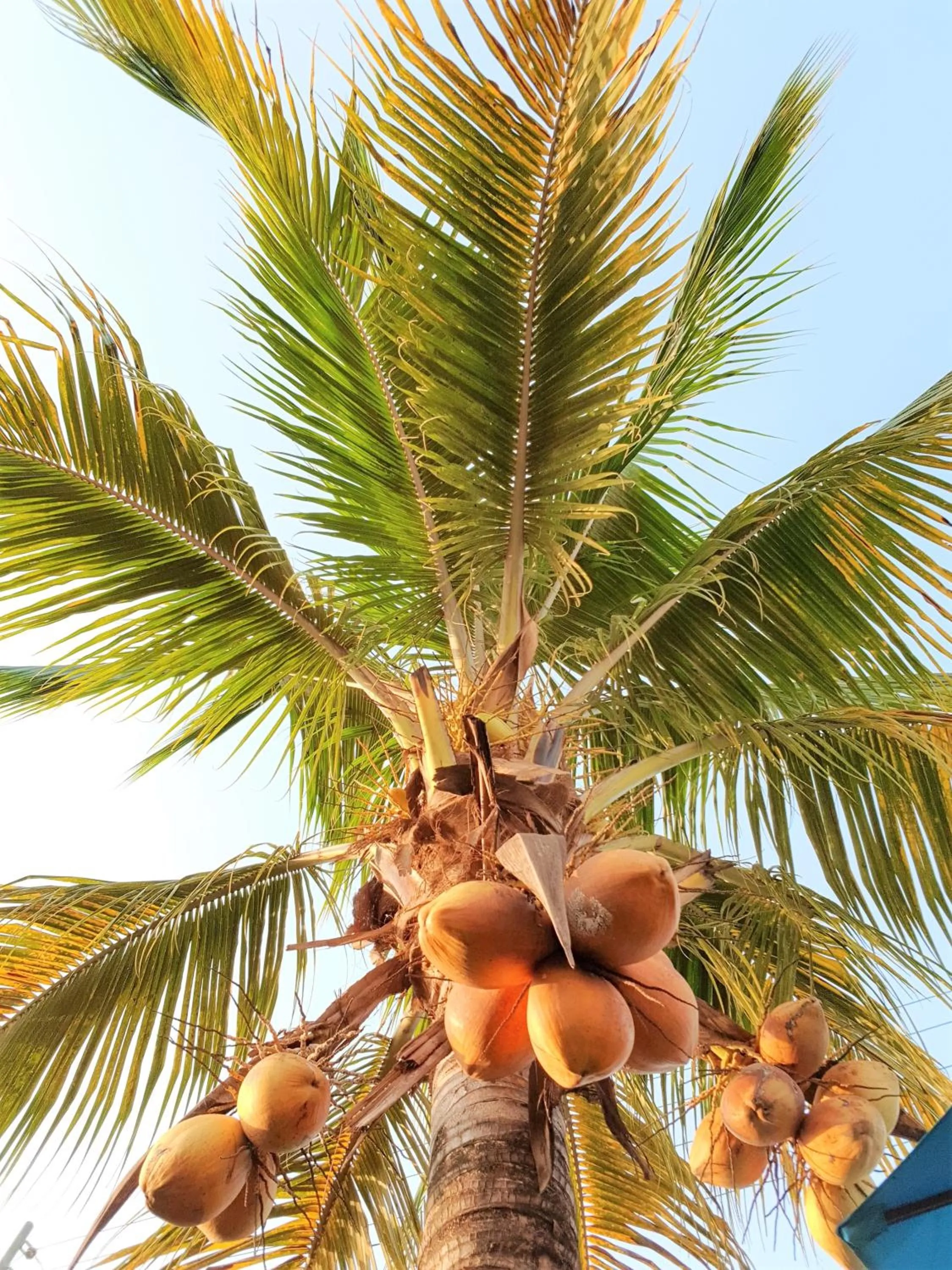 Garden view in Paloma Guest House