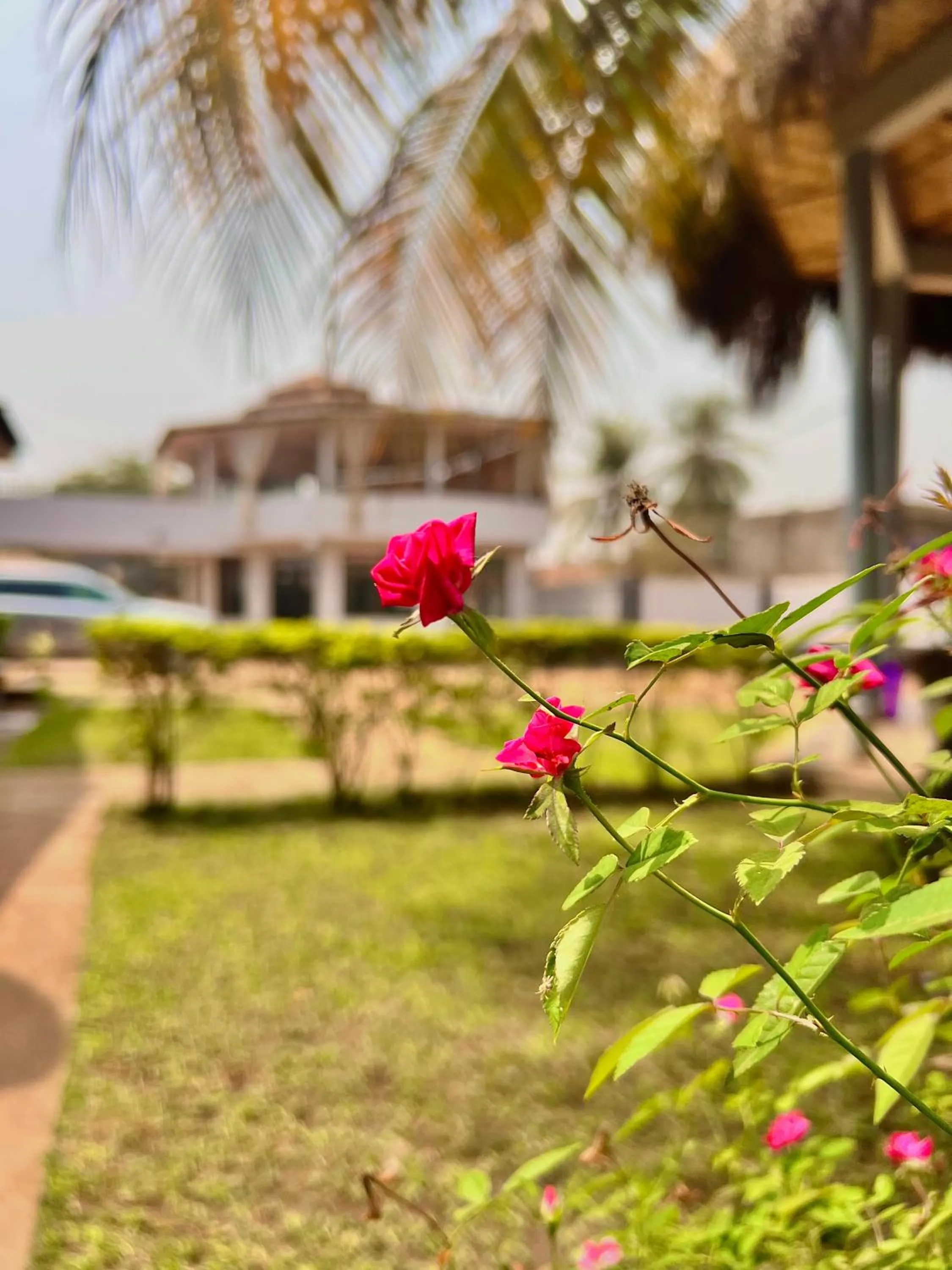 Garden view in Paloma Guest House