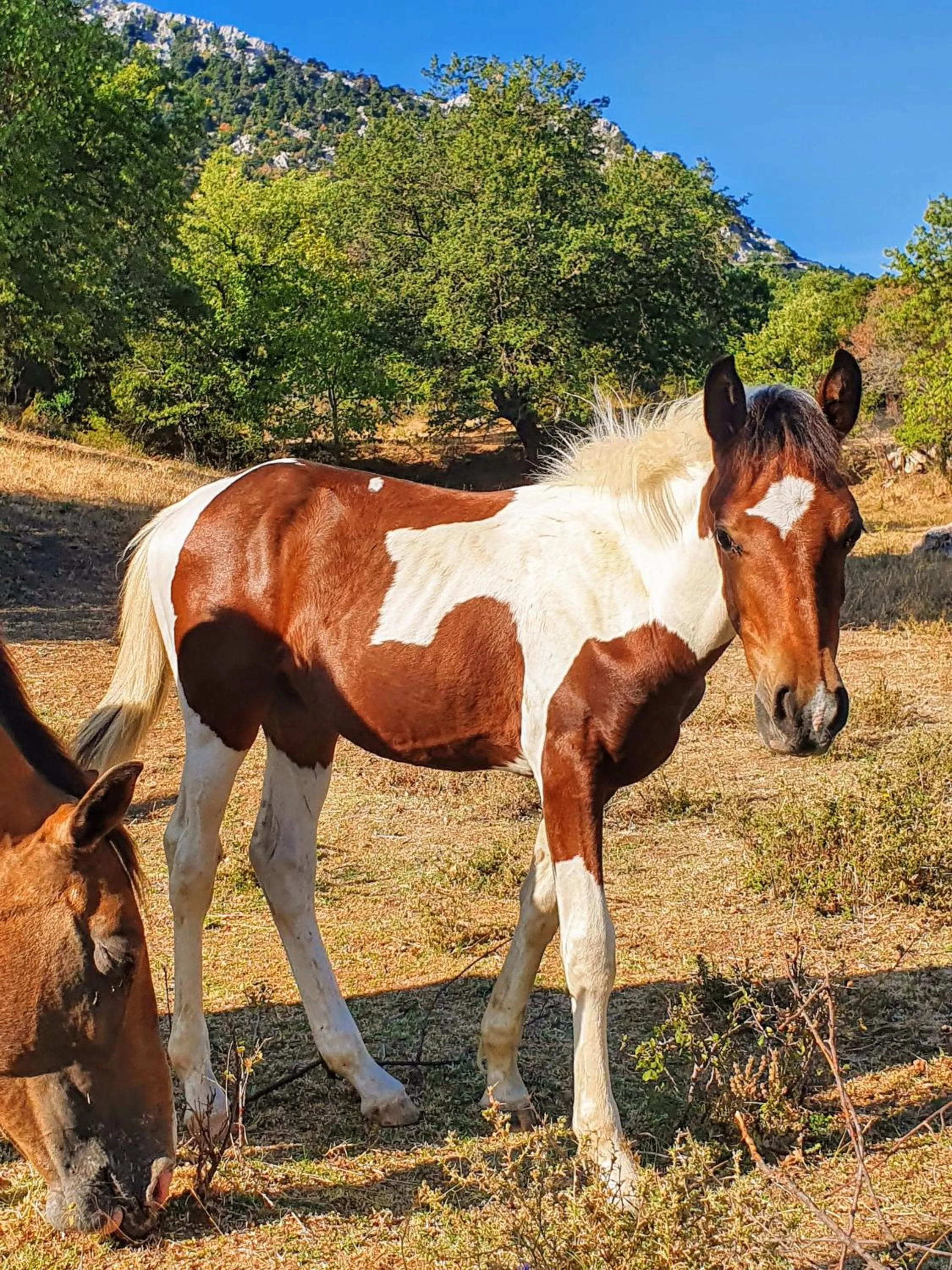Day in Helicon Muses Friendly Mountain B&B Guesthouse