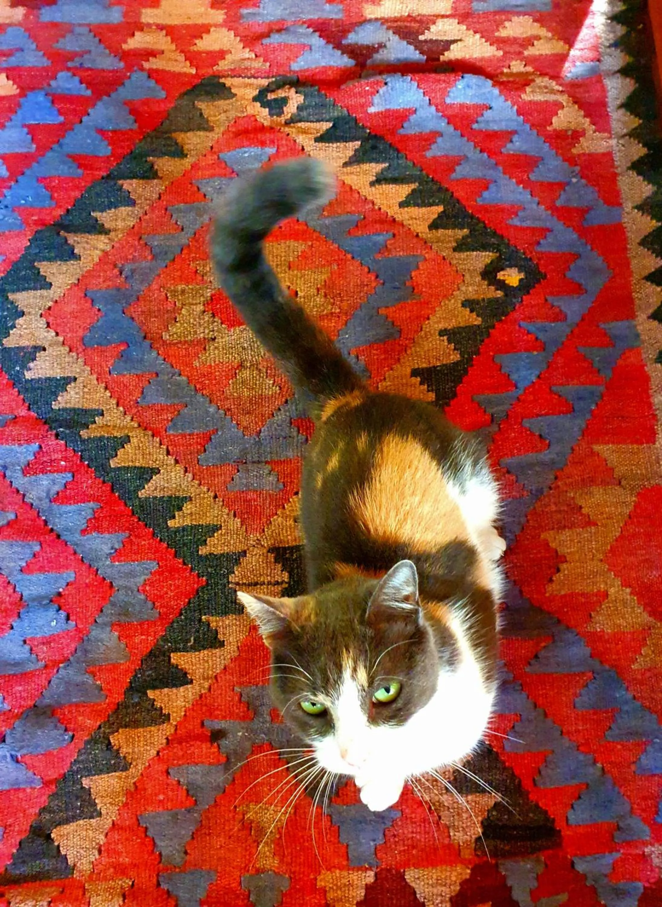 Pets in Helicon Muses Friendly Mountain B&B Guesthouse