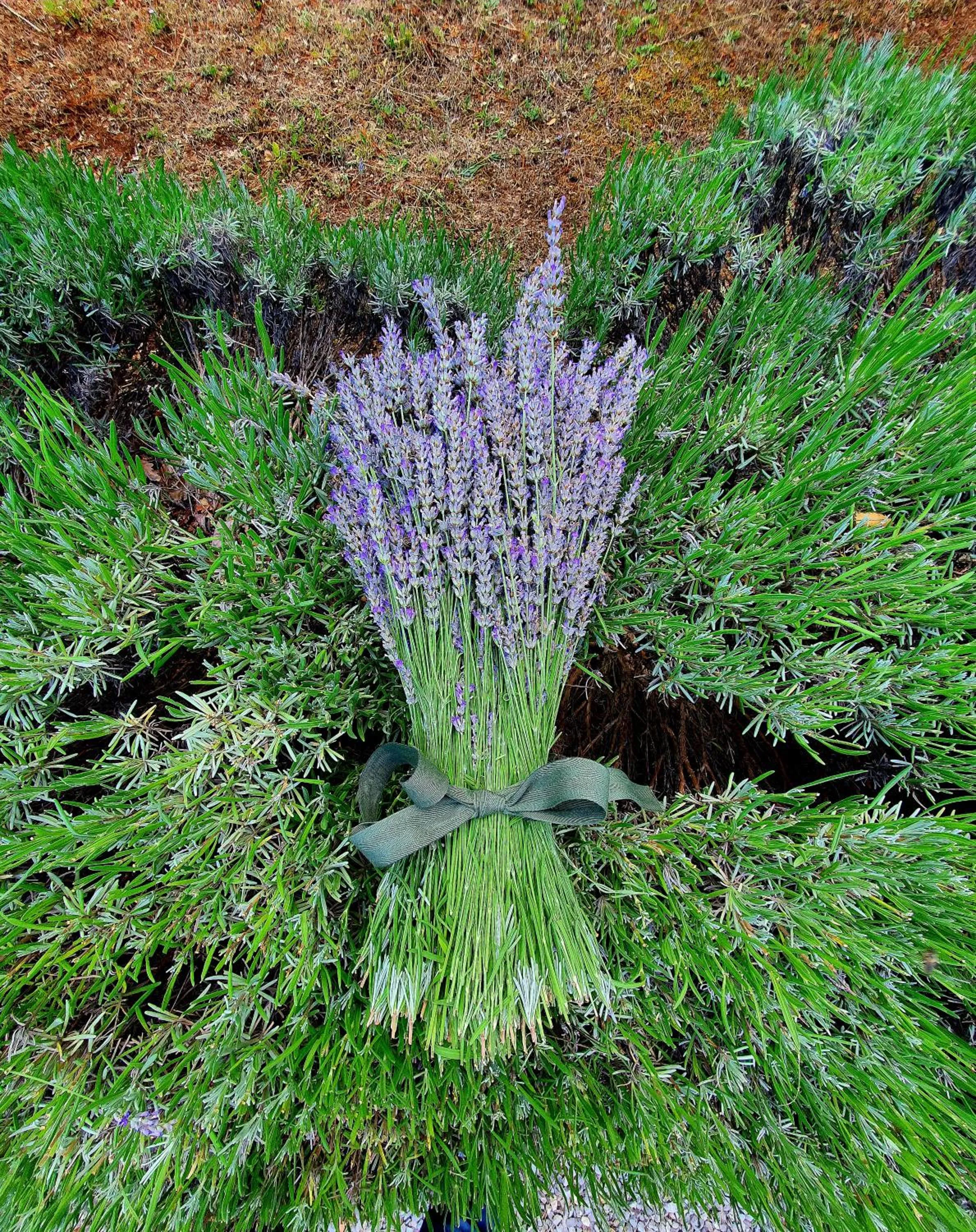 Day in Helicon Muses Friendly Mountain B&B Guesthouse