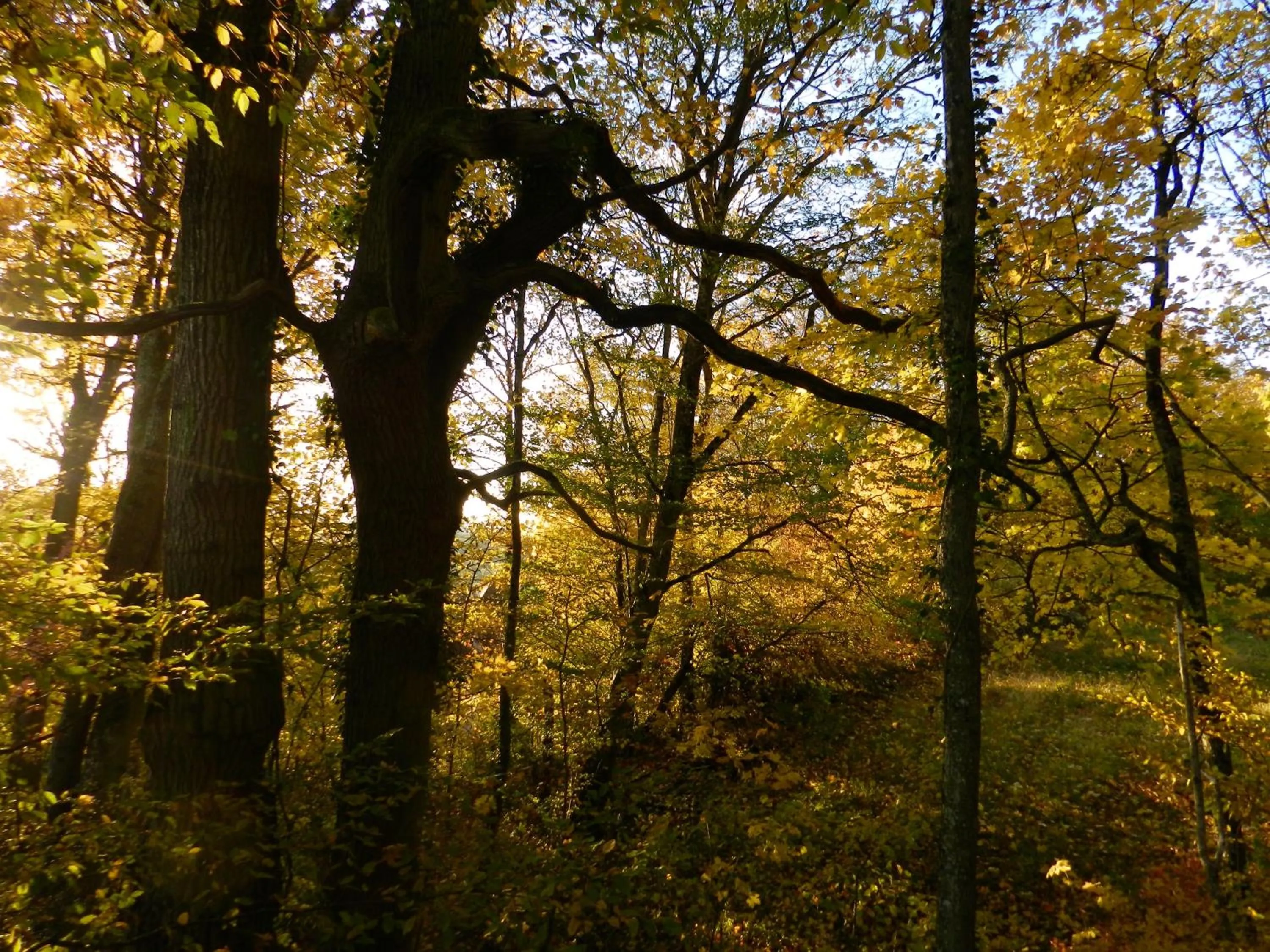 Garden in Domaine de l'Ocrerie