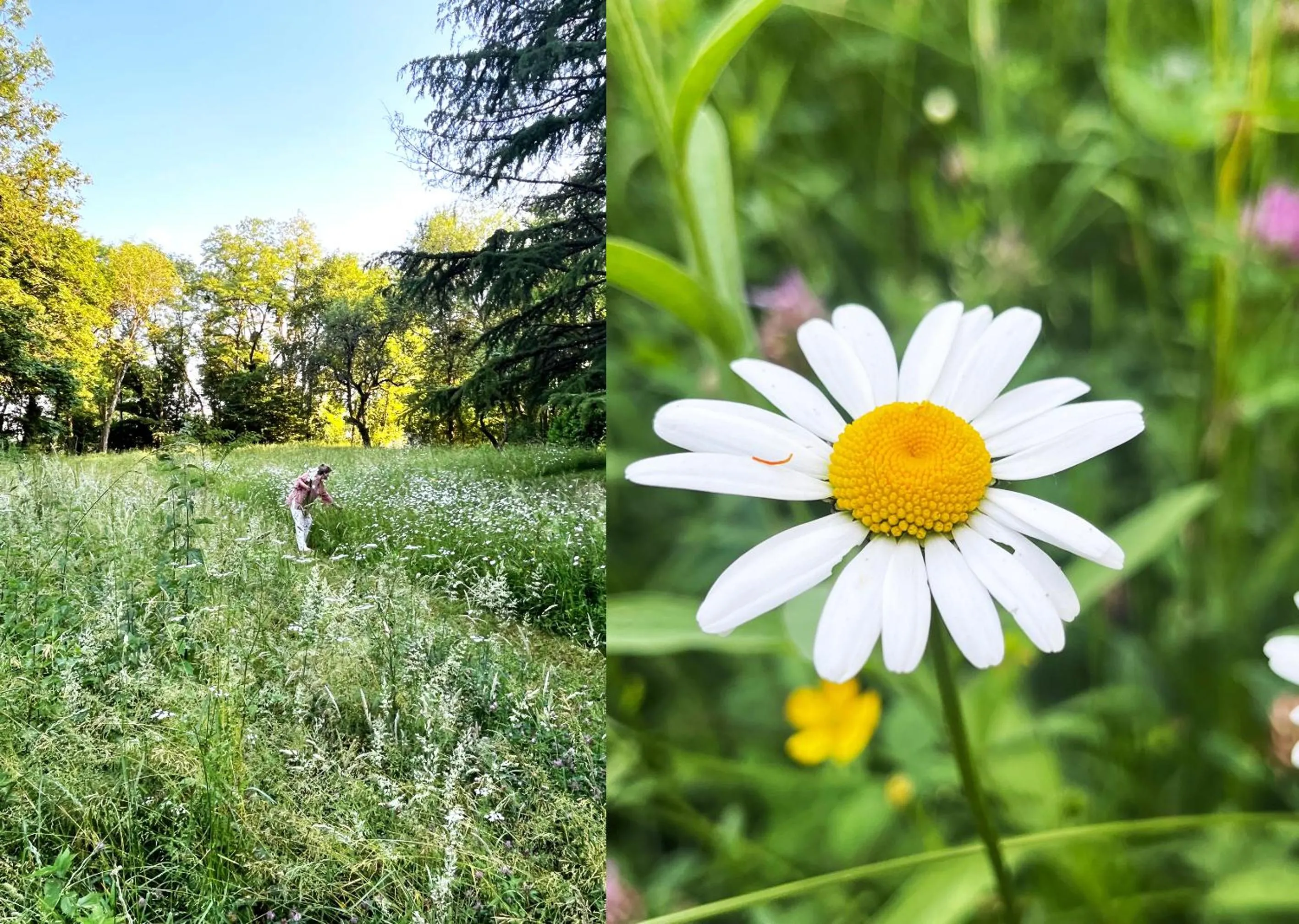 Garden in Domaine de l'Ocrerie