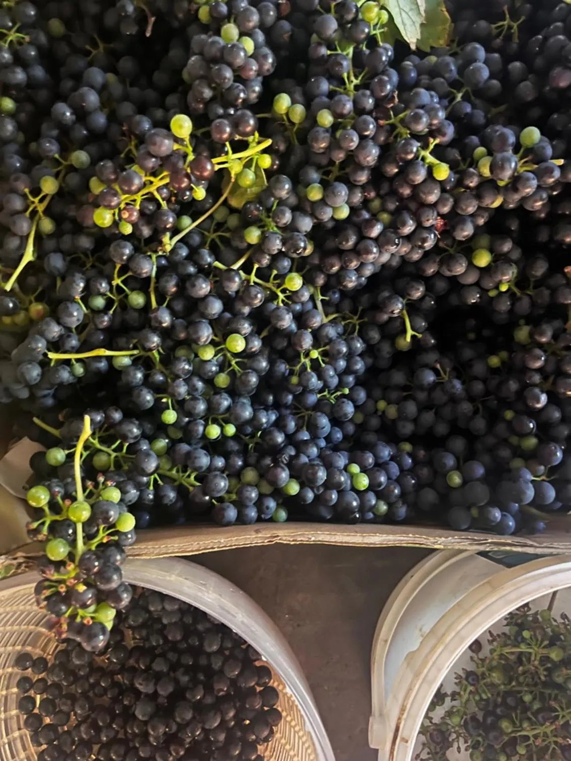 Garden in Domaine de l'Ocrerie