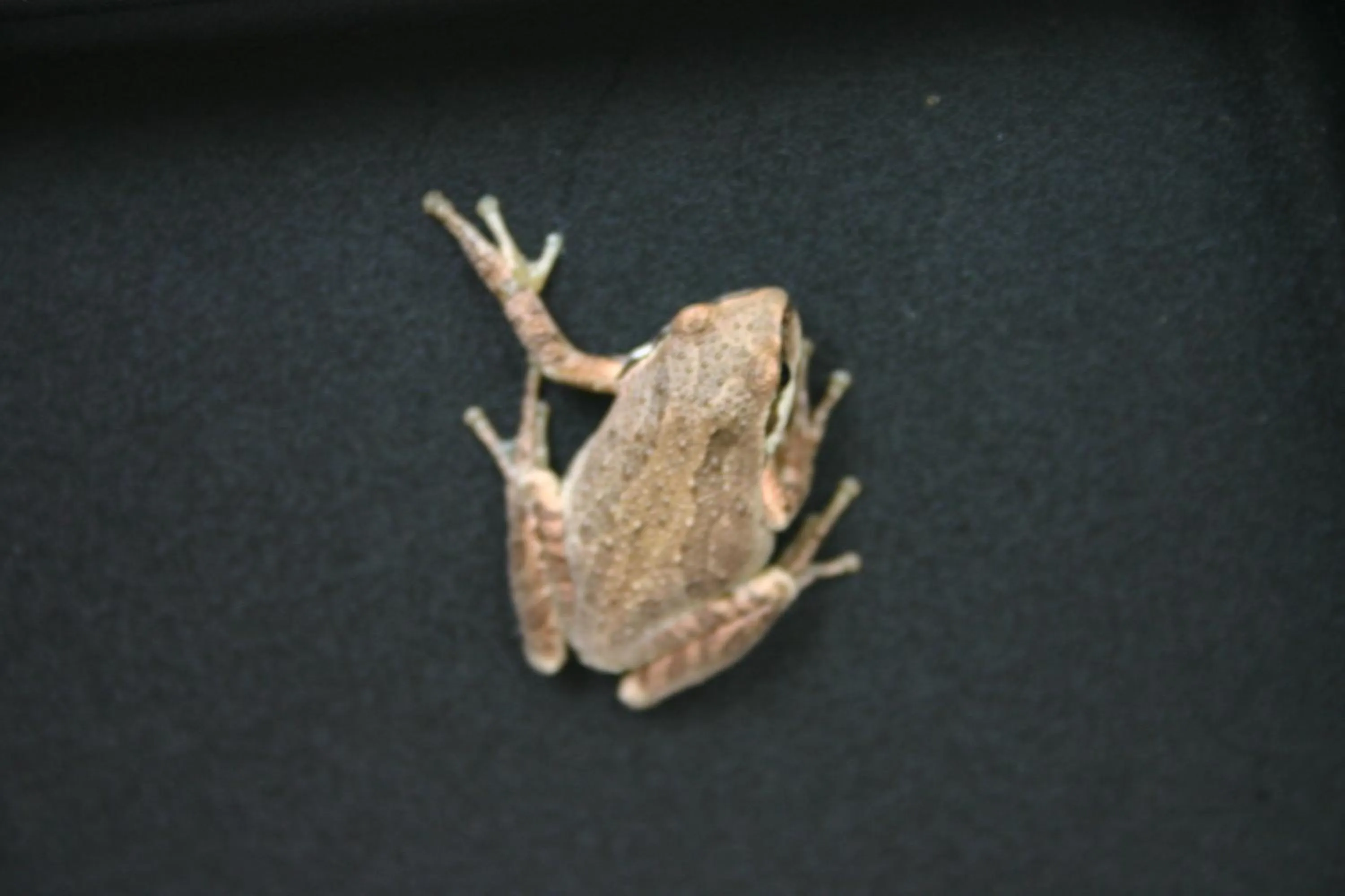 Hawaii Tropical Volcano mansion + Sauna