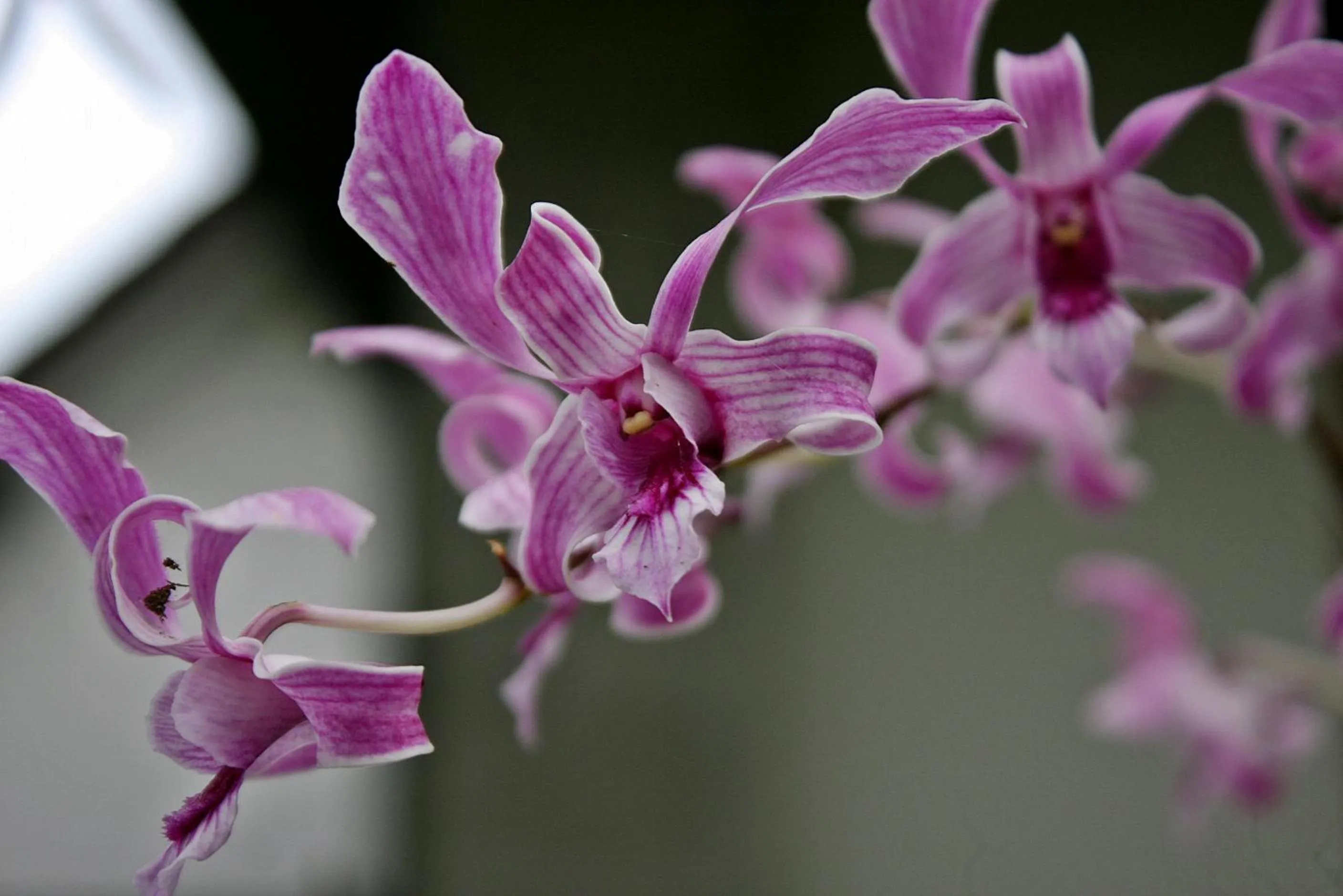Natural landscape in Anggira Villa Ubud