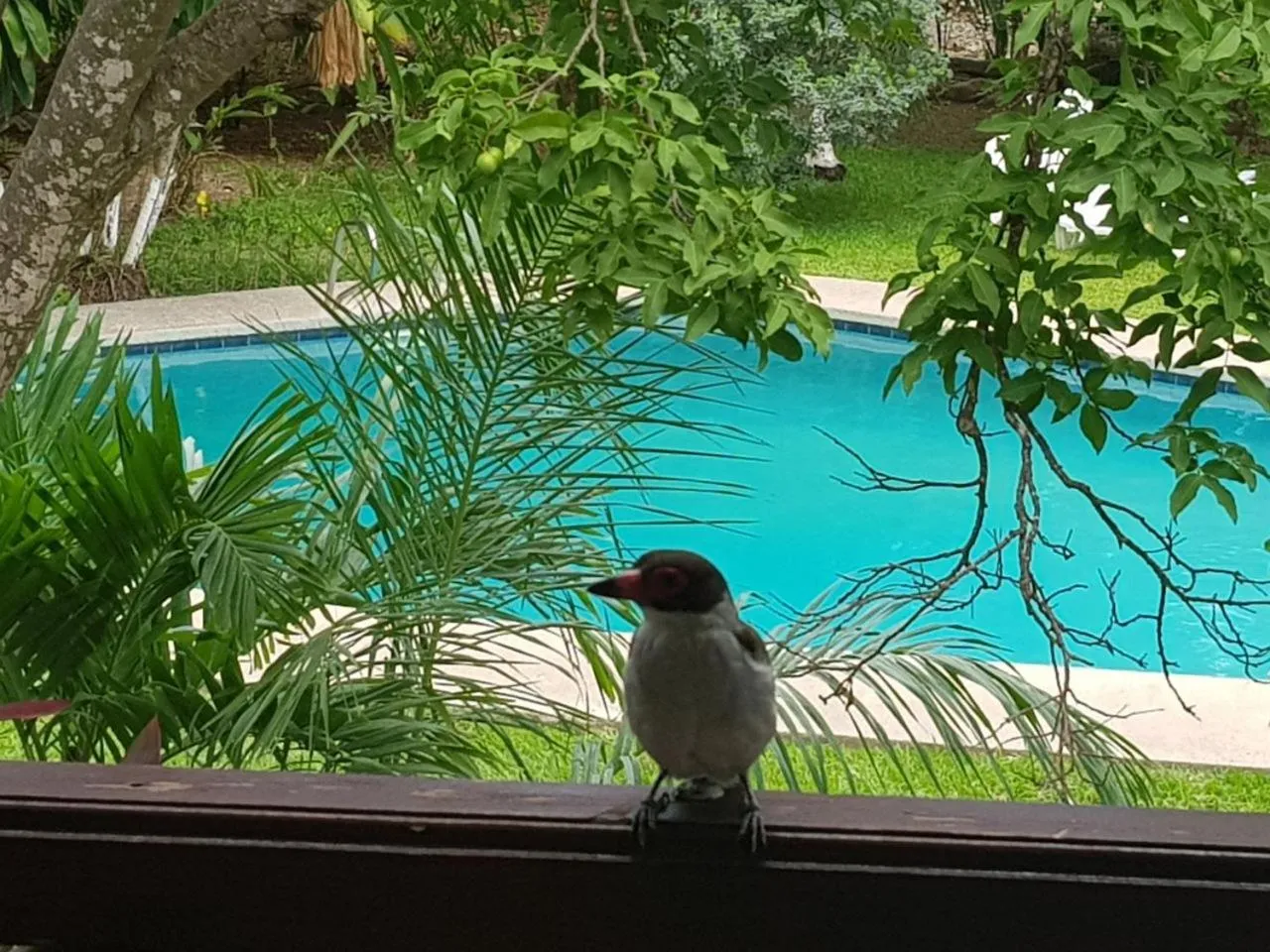 Animals in Samara Beach Hotel