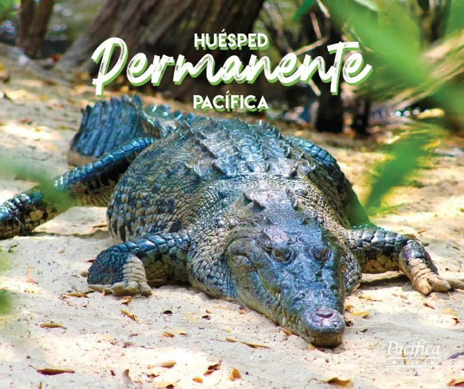 VIP in Pacifica Resort Ixtapa