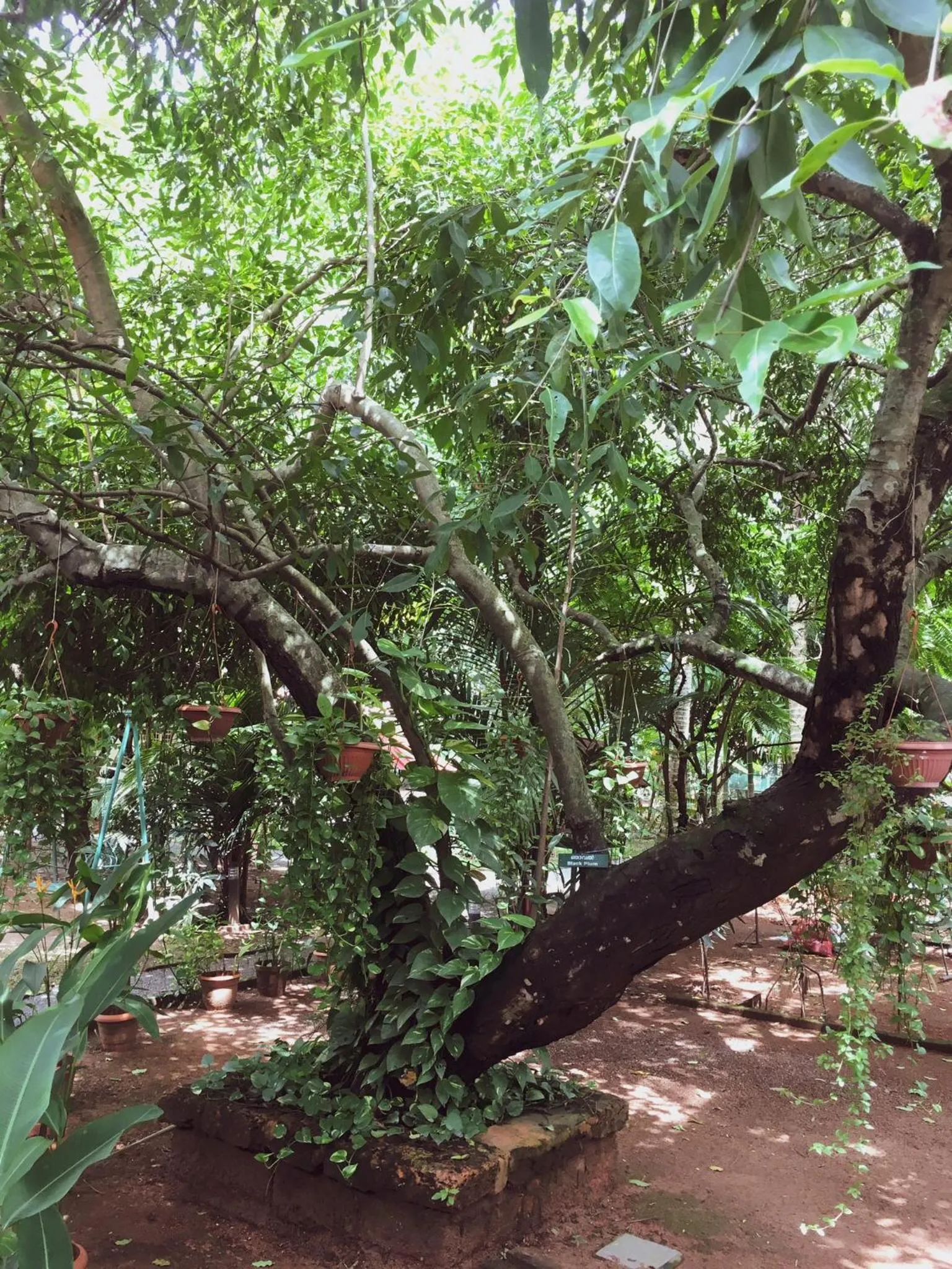 Palm Grove Service Villa