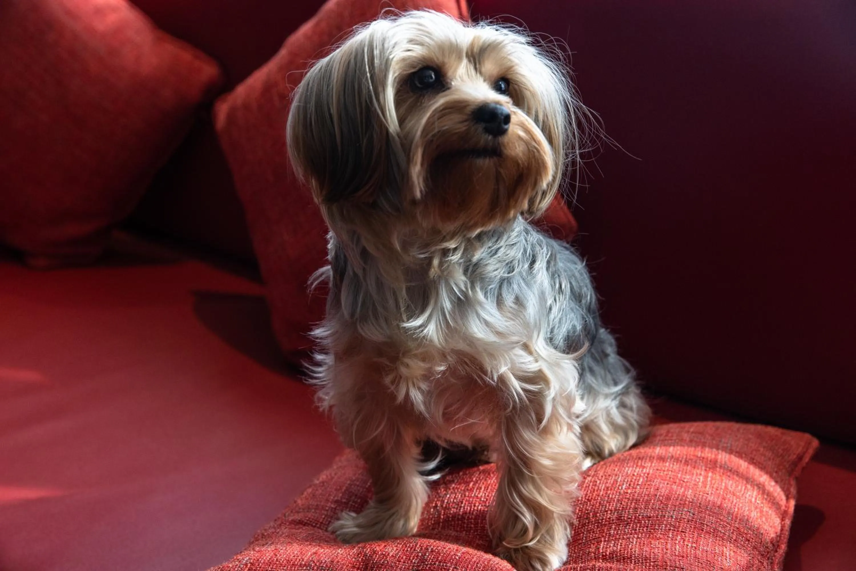 Living room in Jumeirah Creekside Dubai