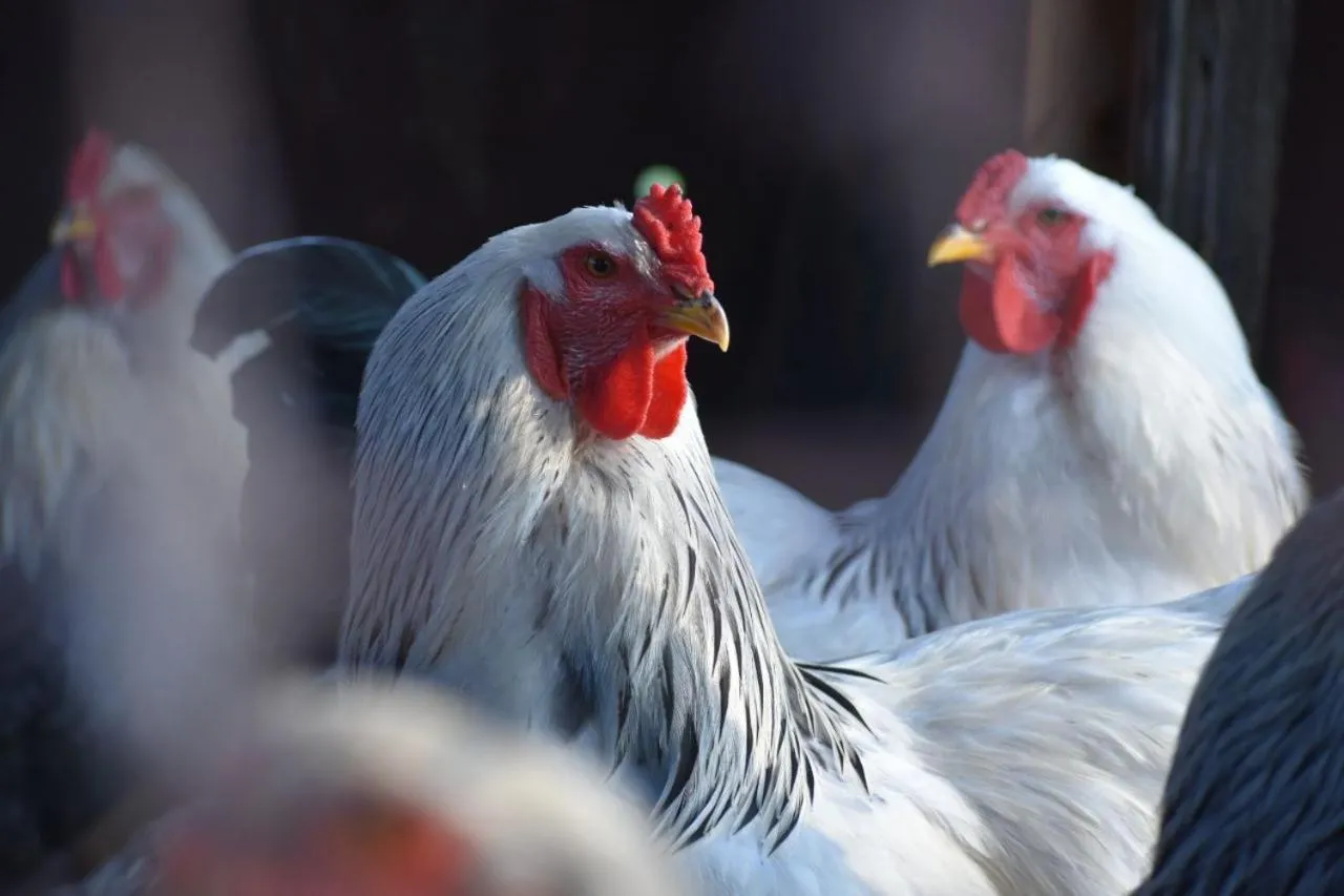 Makoadi Farms Guesthouse