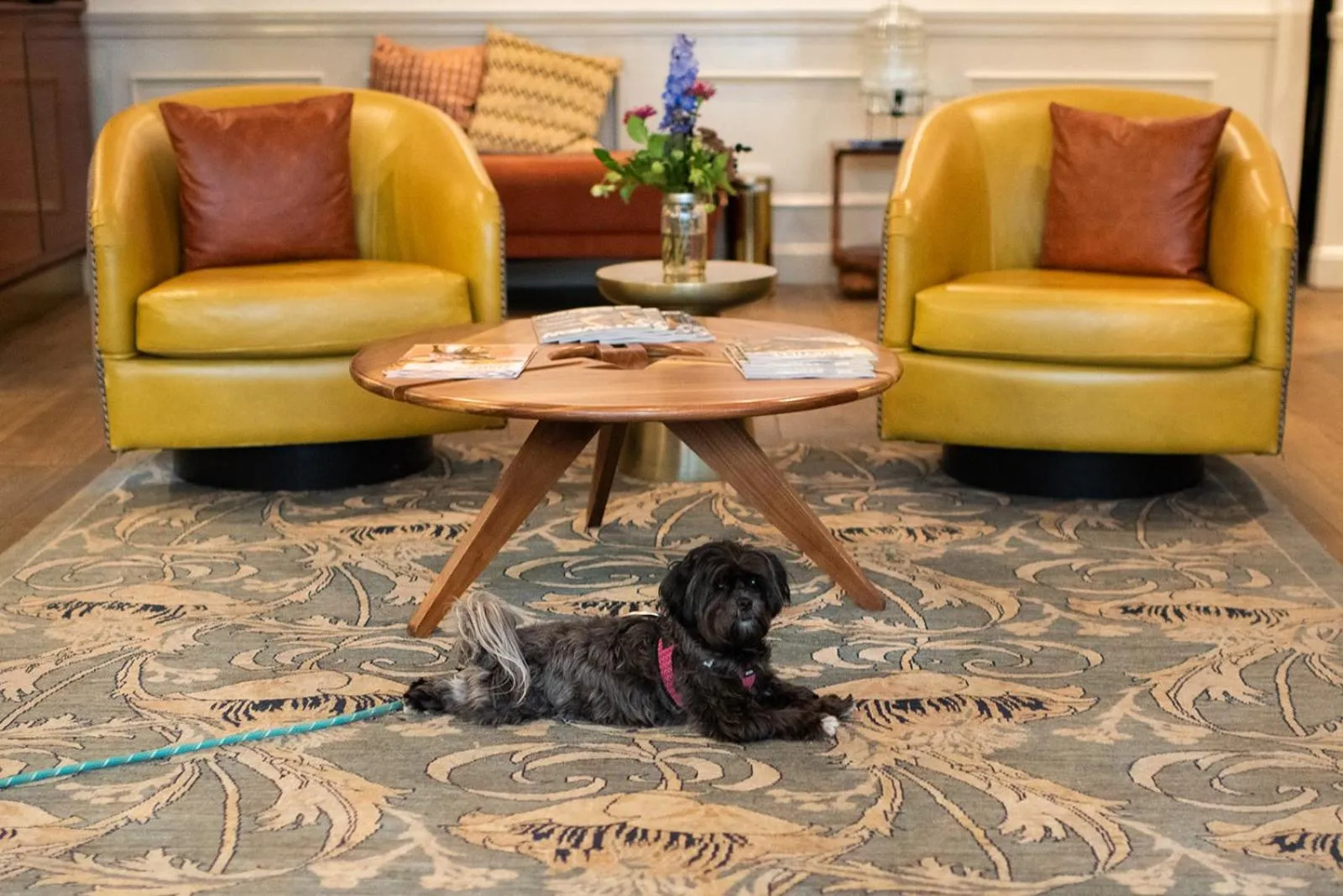 Pets in The Oliver Hotel Knoxville, by Oliver