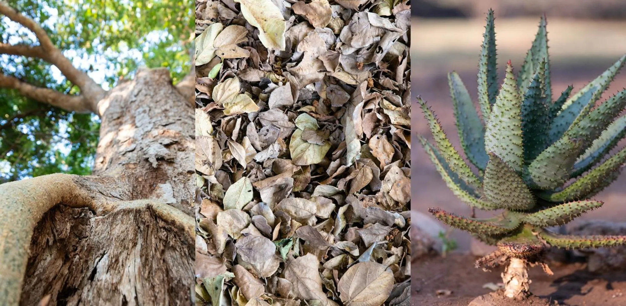 Natural landscape in Blyde River Wilderness Lodge