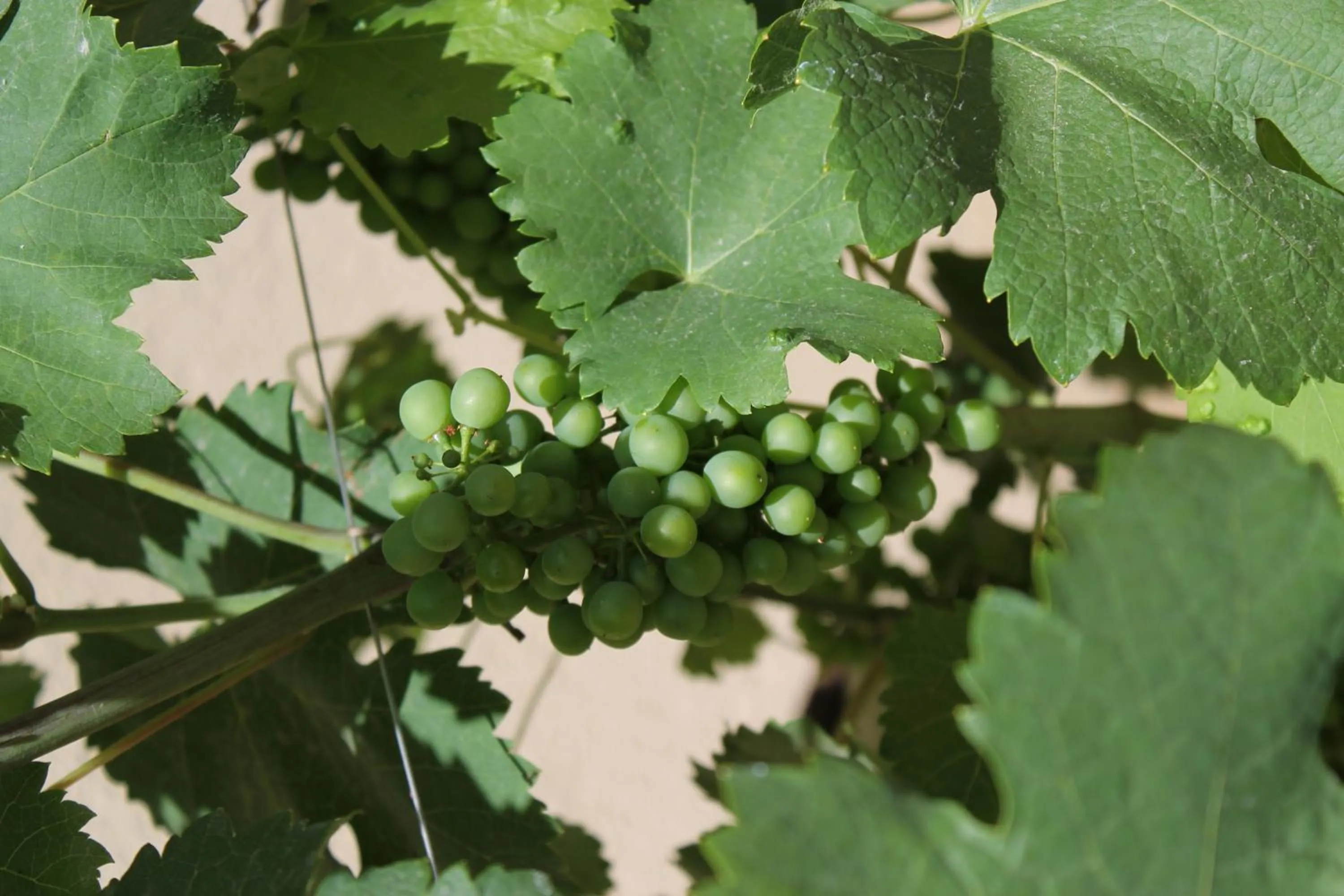 Garden in Hôtel Restaurant Le Moulin de Saint Verand