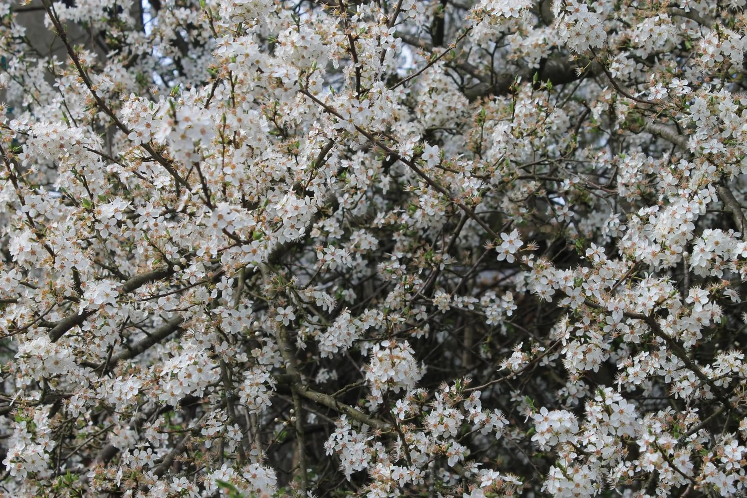 Other in Hôtel Restaurant Le Moulin de Saint Verand