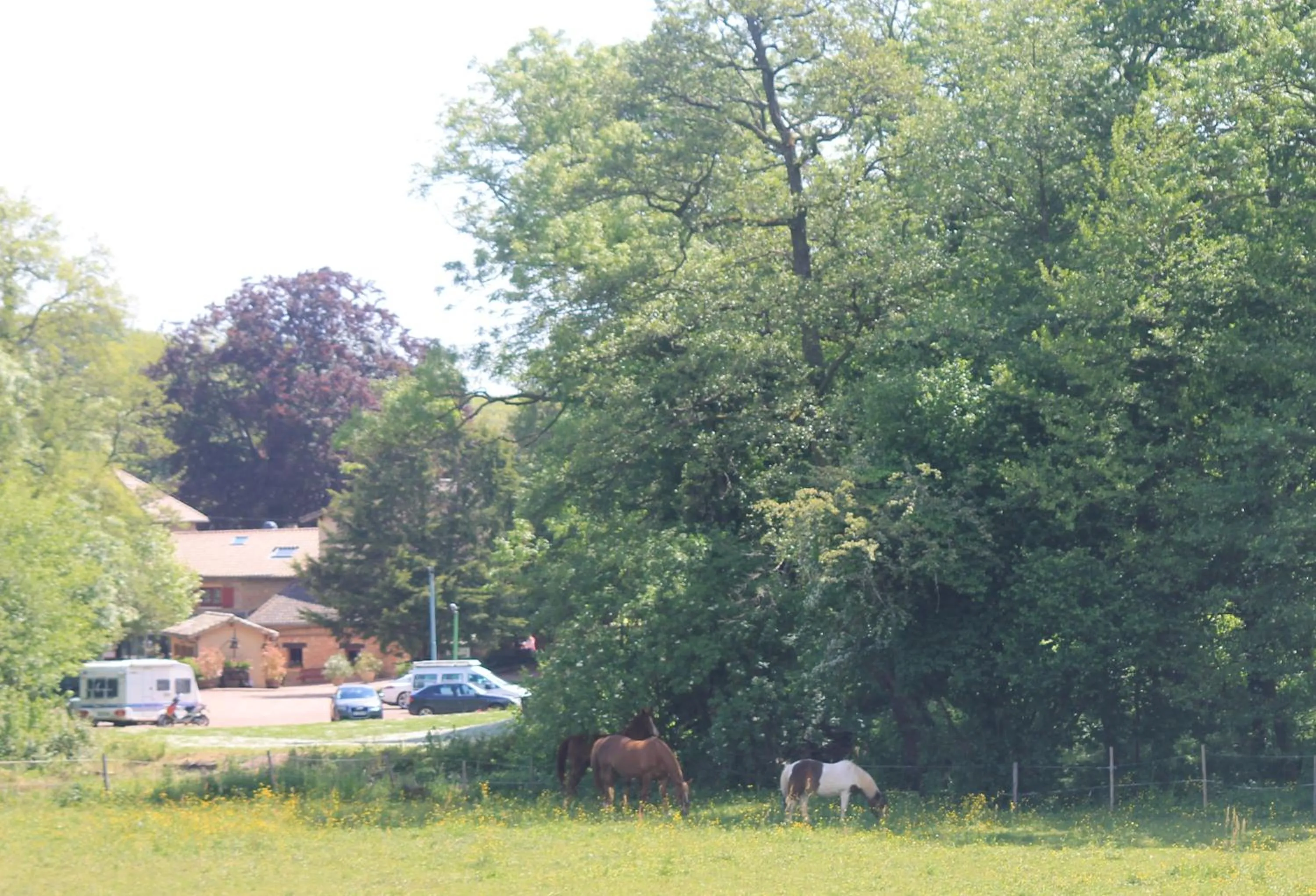 Animals in Hôtel Restaurant Le Moulin de Saint Verand