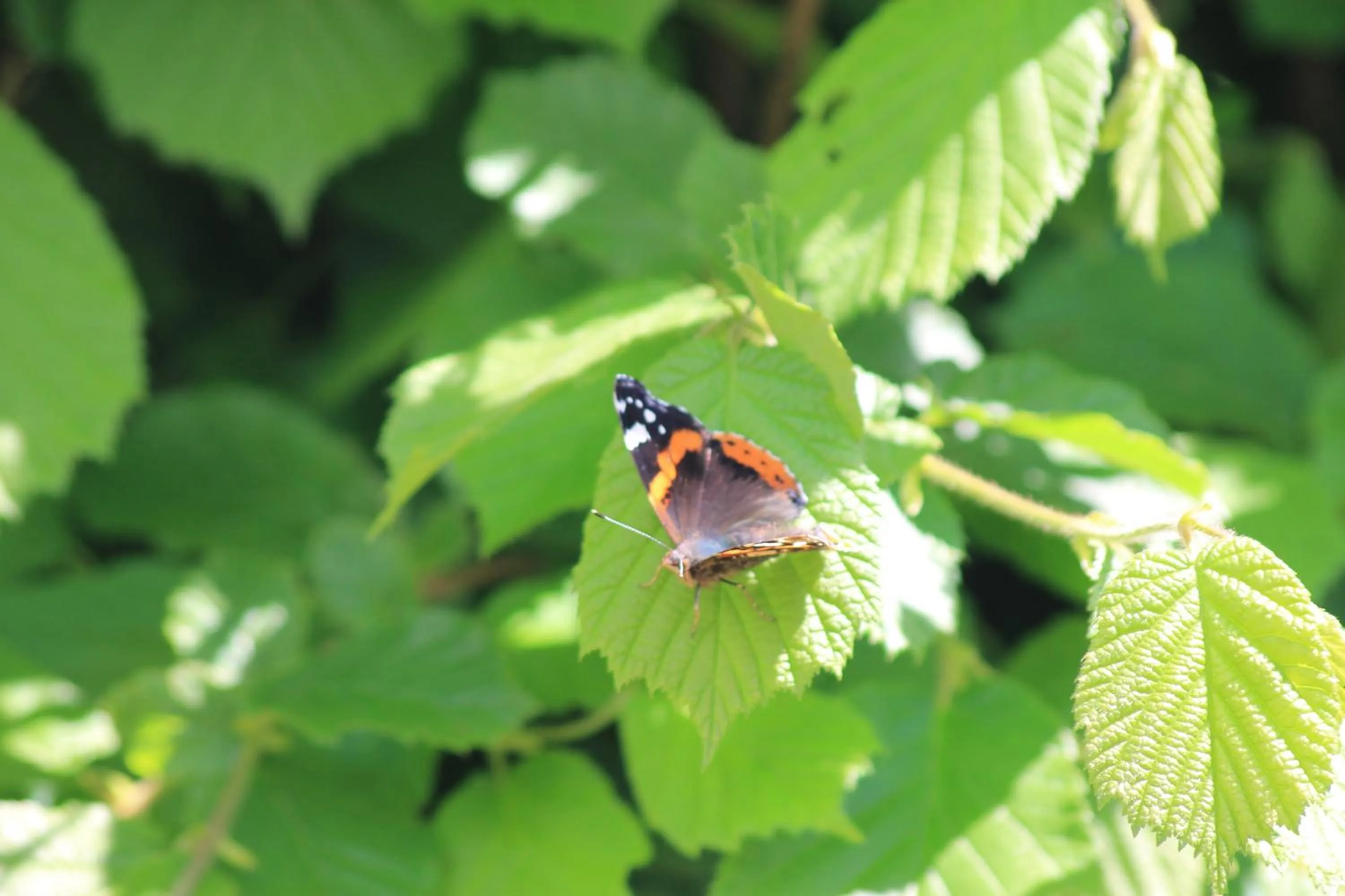 Garden in Hôtel Restaurant Le Moulin de Saint Verand