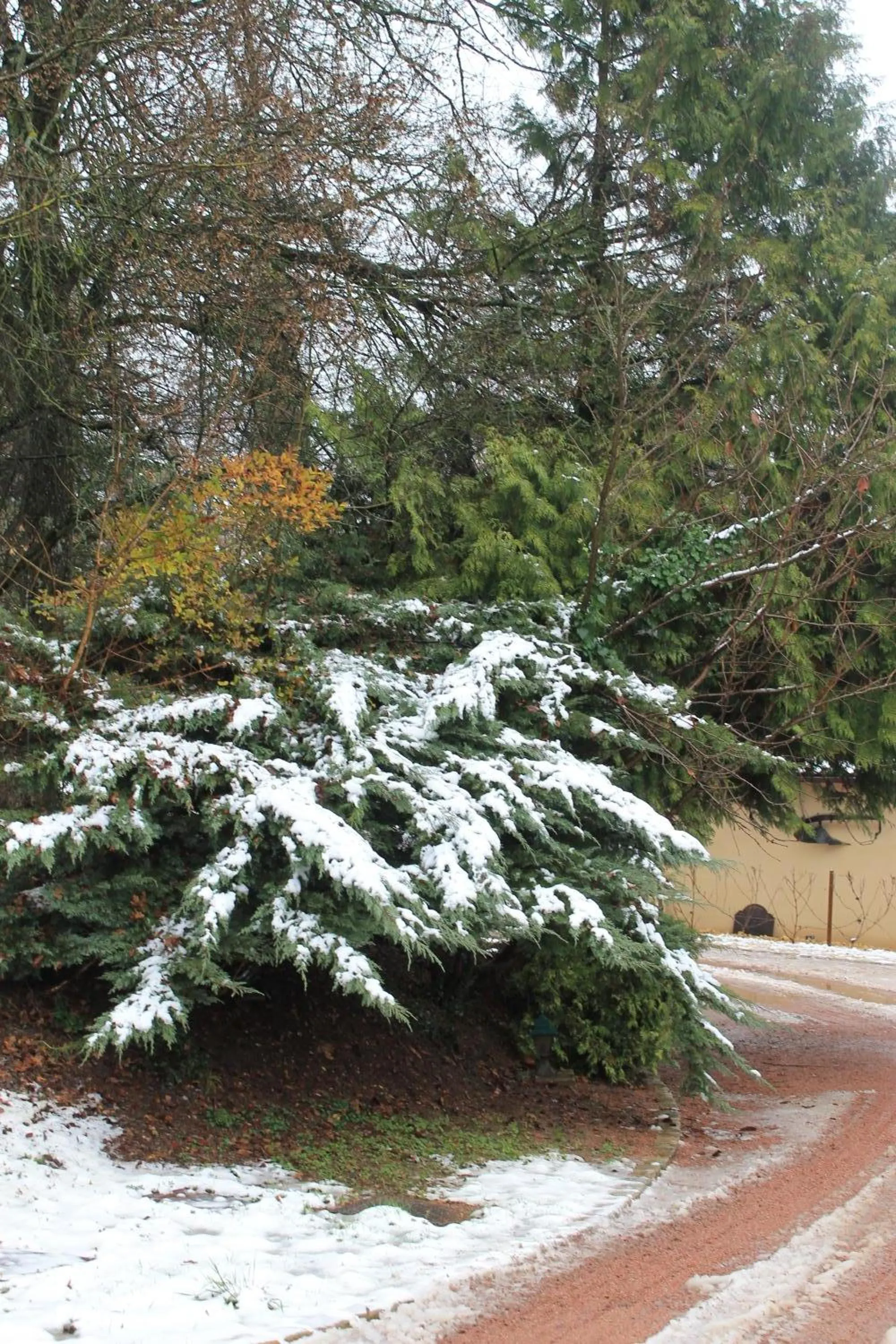 Garden in Hôtel Restaurant Le Moulin de Saint Verand
