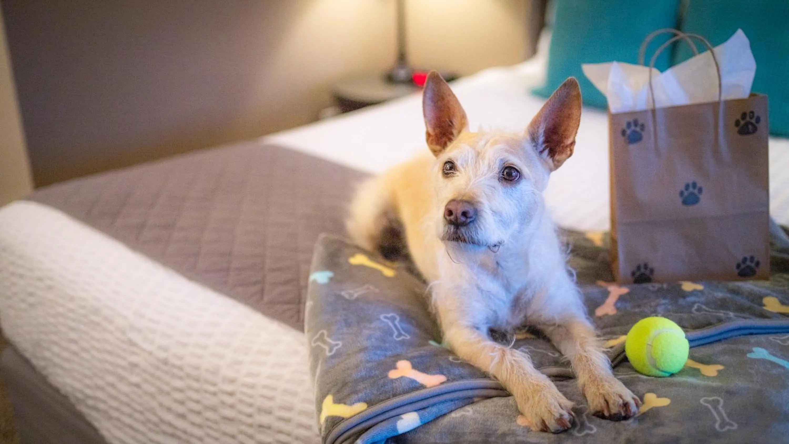 Pets in Mountain View Lodge