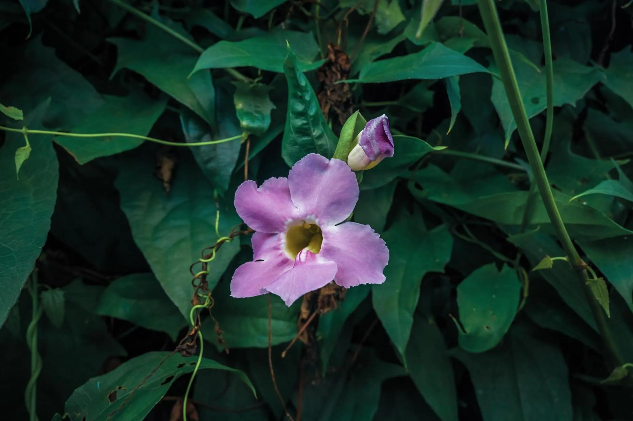 Ayla Praia Hotel Centro Porto Segur