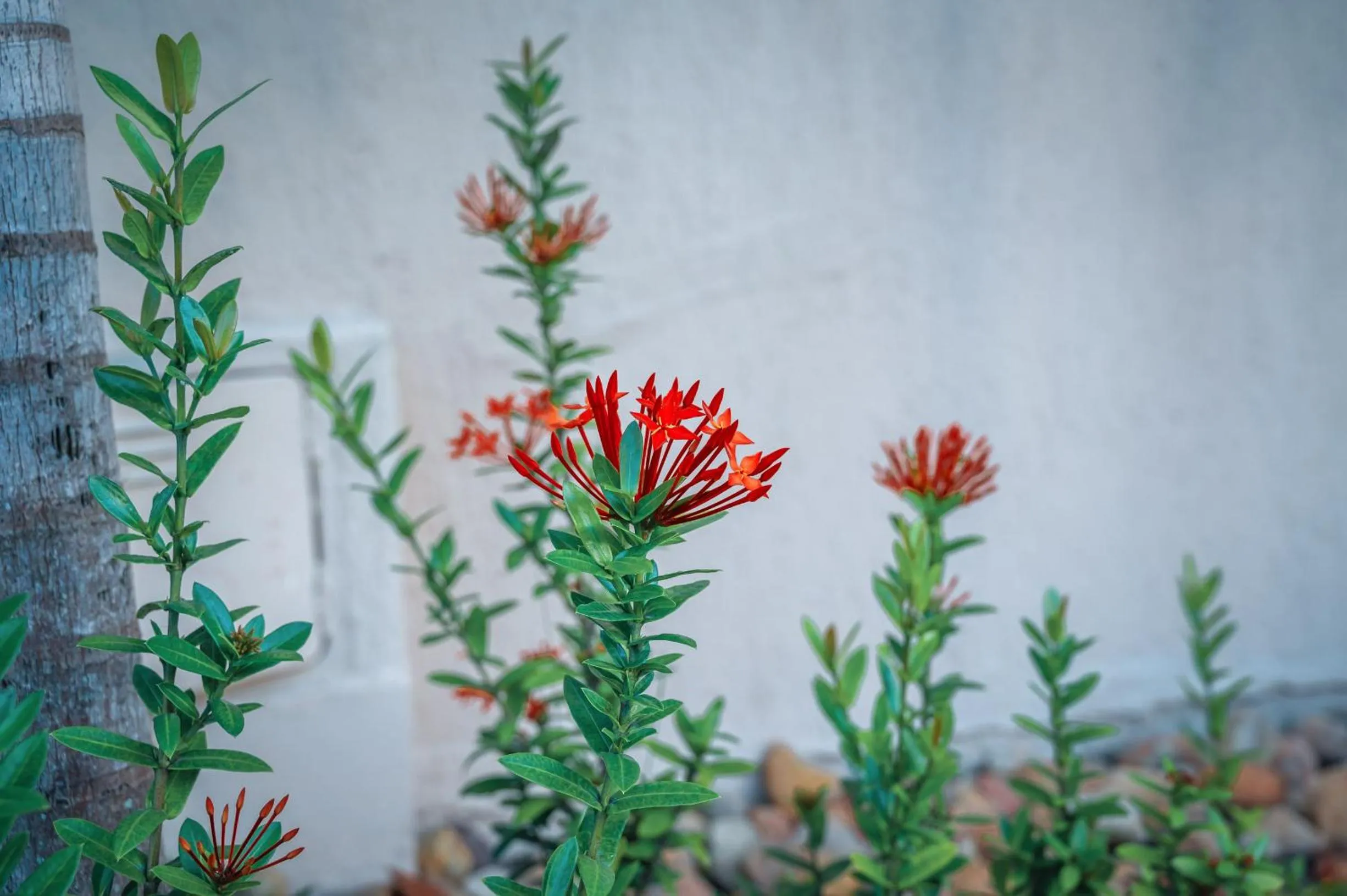 Ayla Praia Hotel Centro Porto Segur