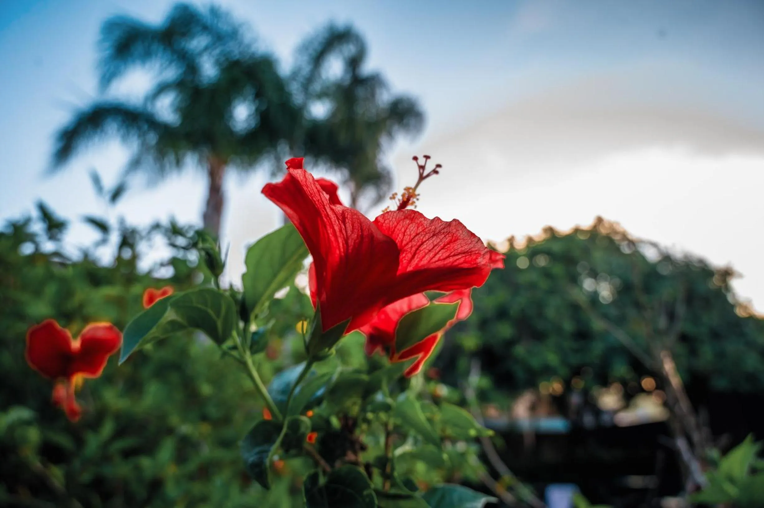 Ayla Praia Hotel Centro Porto Segur