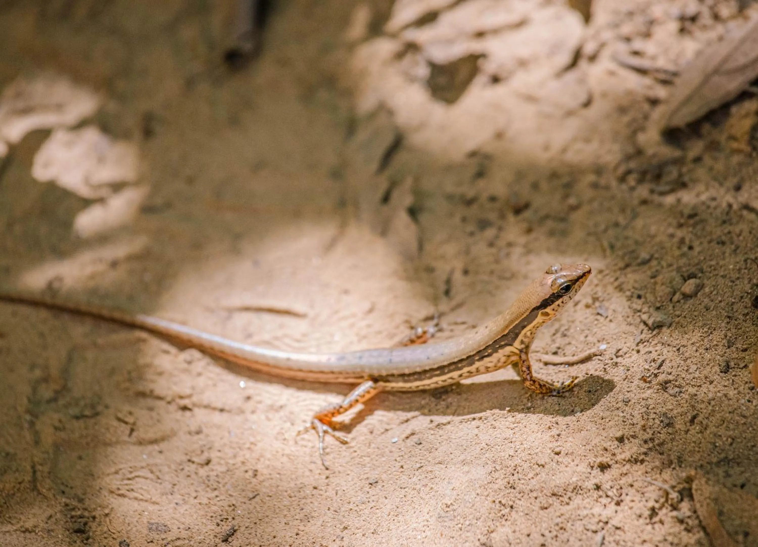 Animals in Our Jungle House