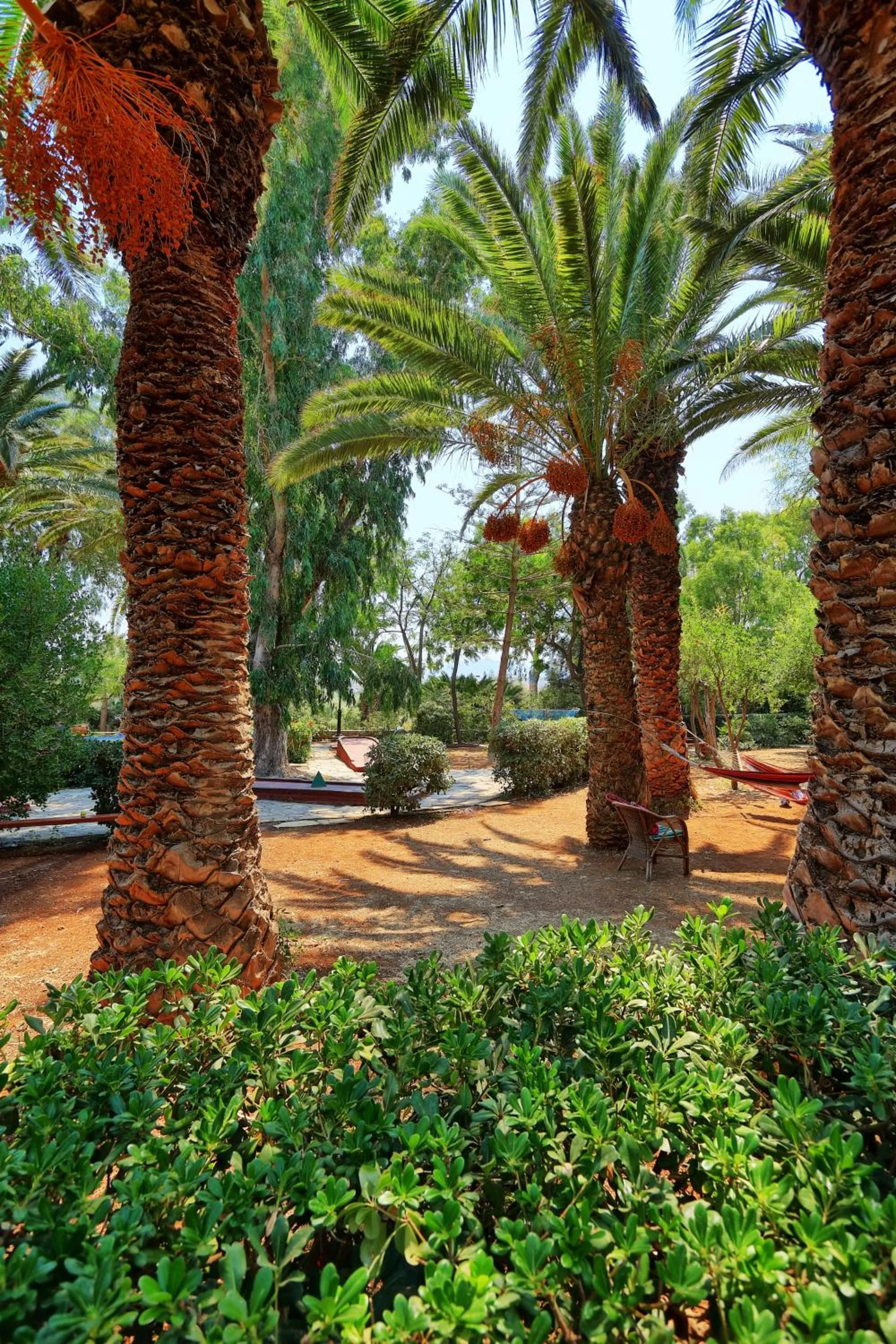 Garden in Apollonia Beach Resort & Spa