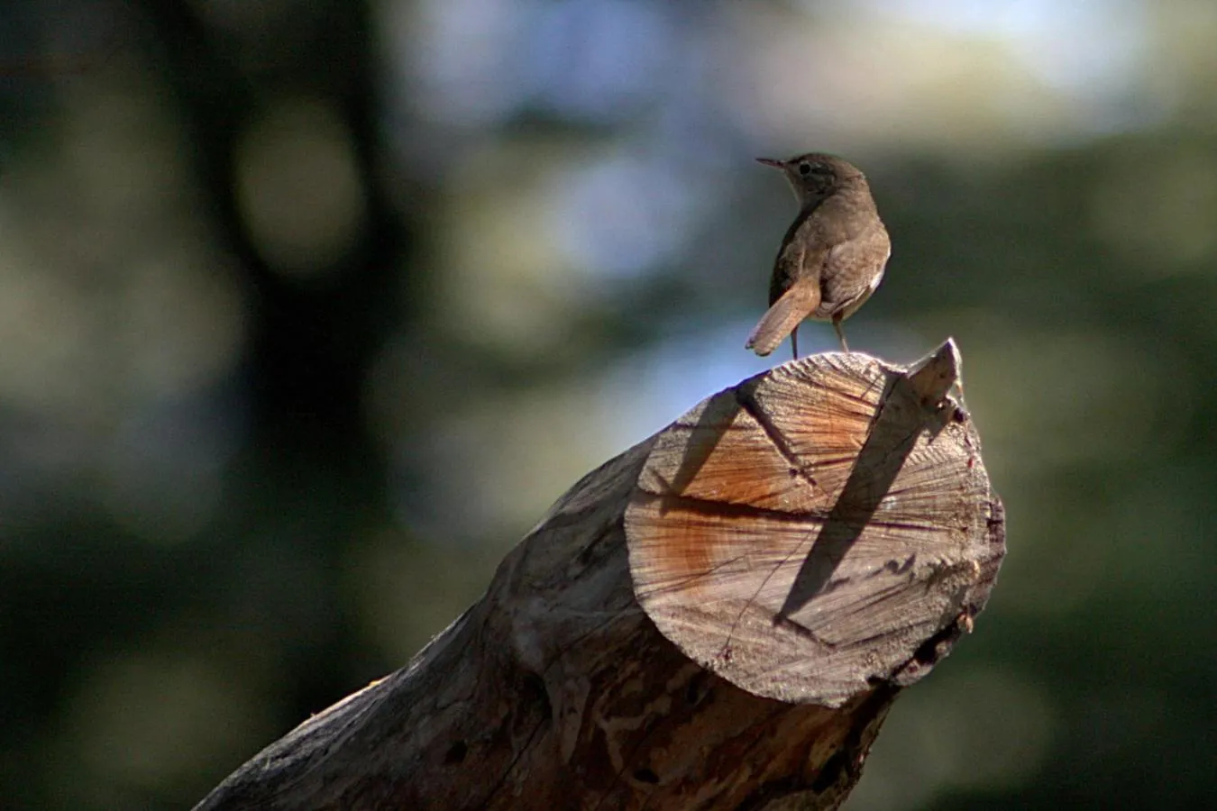 Activities in Punto Bariloche