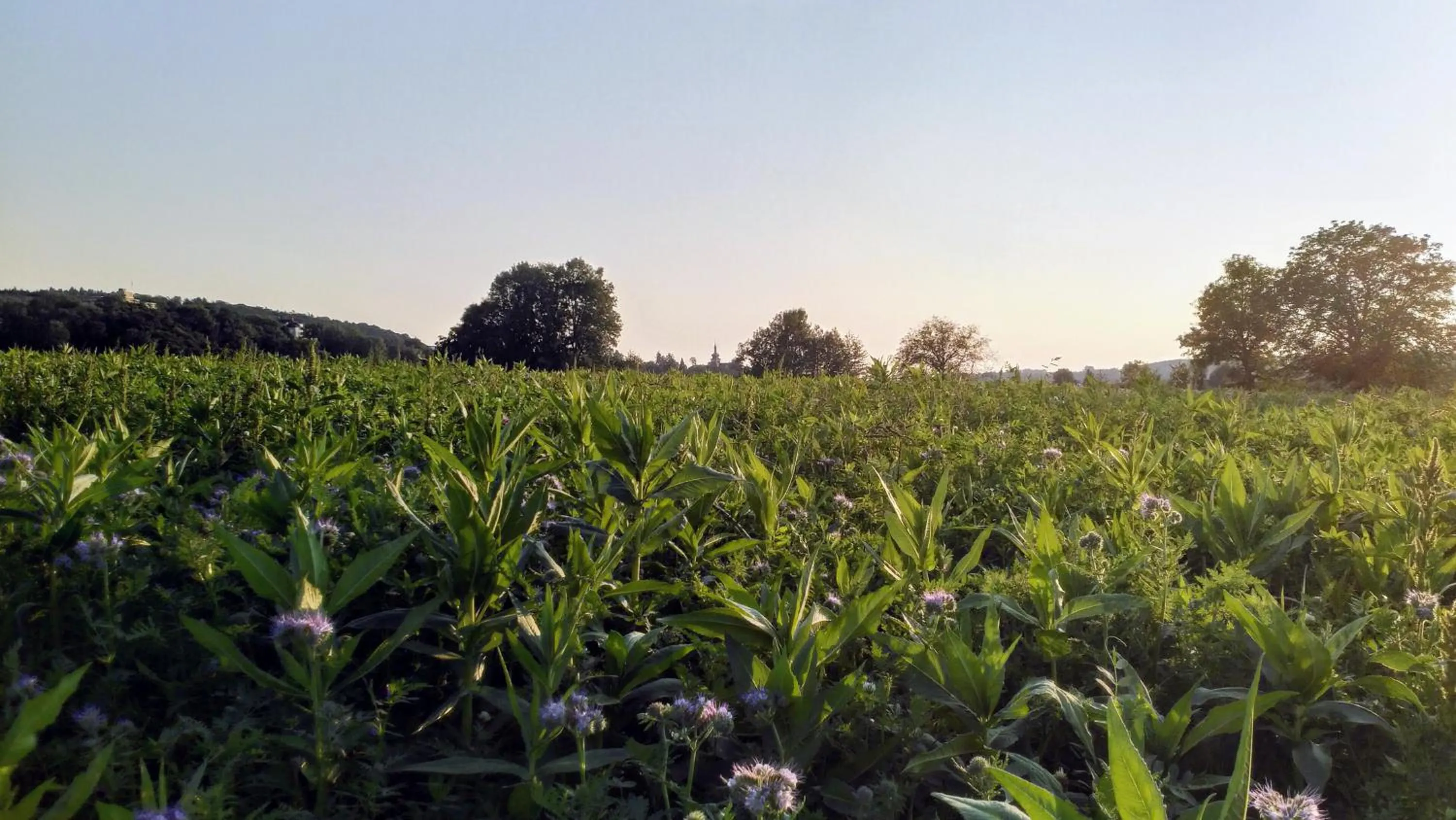 Natural landscape in Hotel Le Lion - Self Check-in