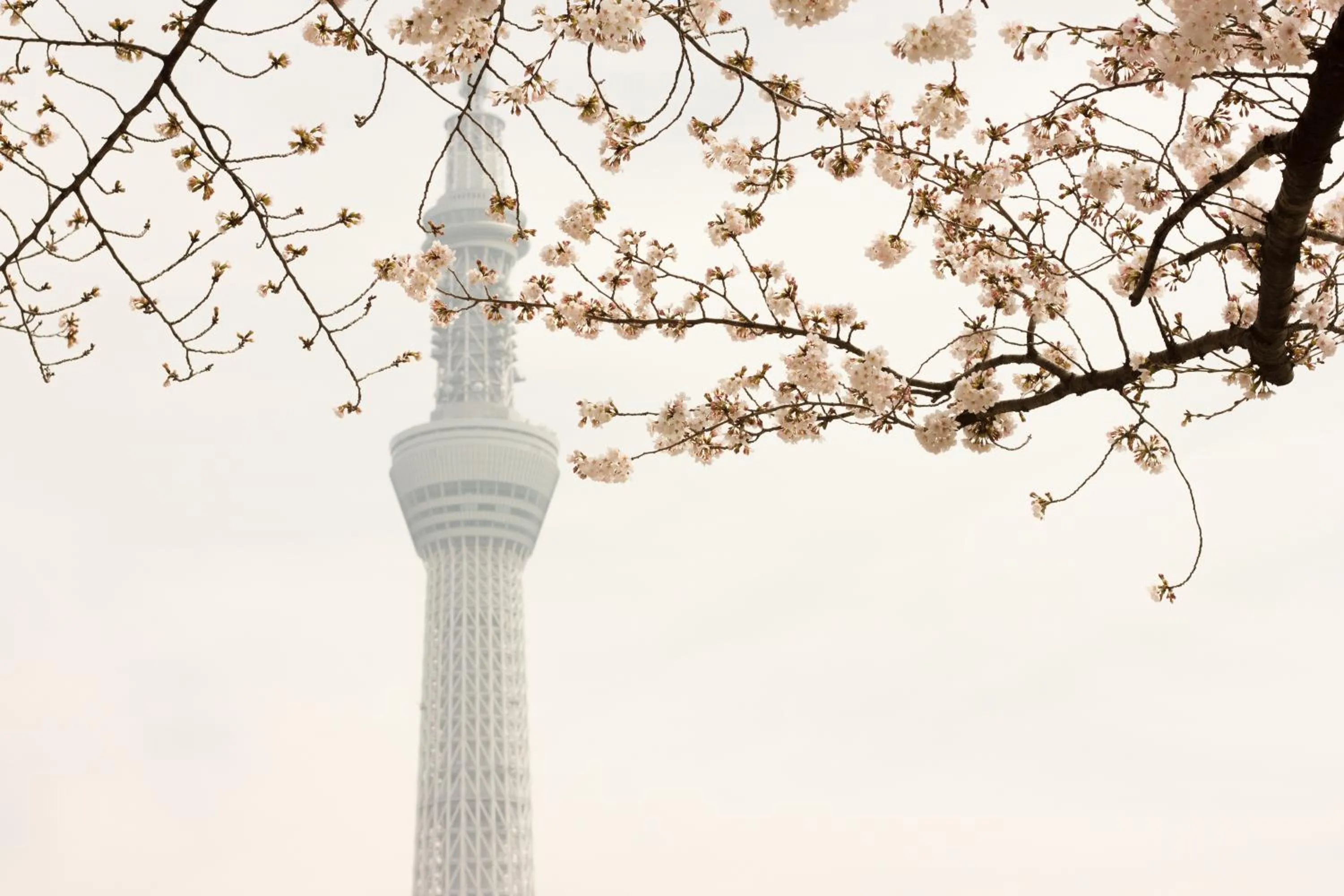 Nearby landmark in NOHGA HOTEL UENO TOKYO