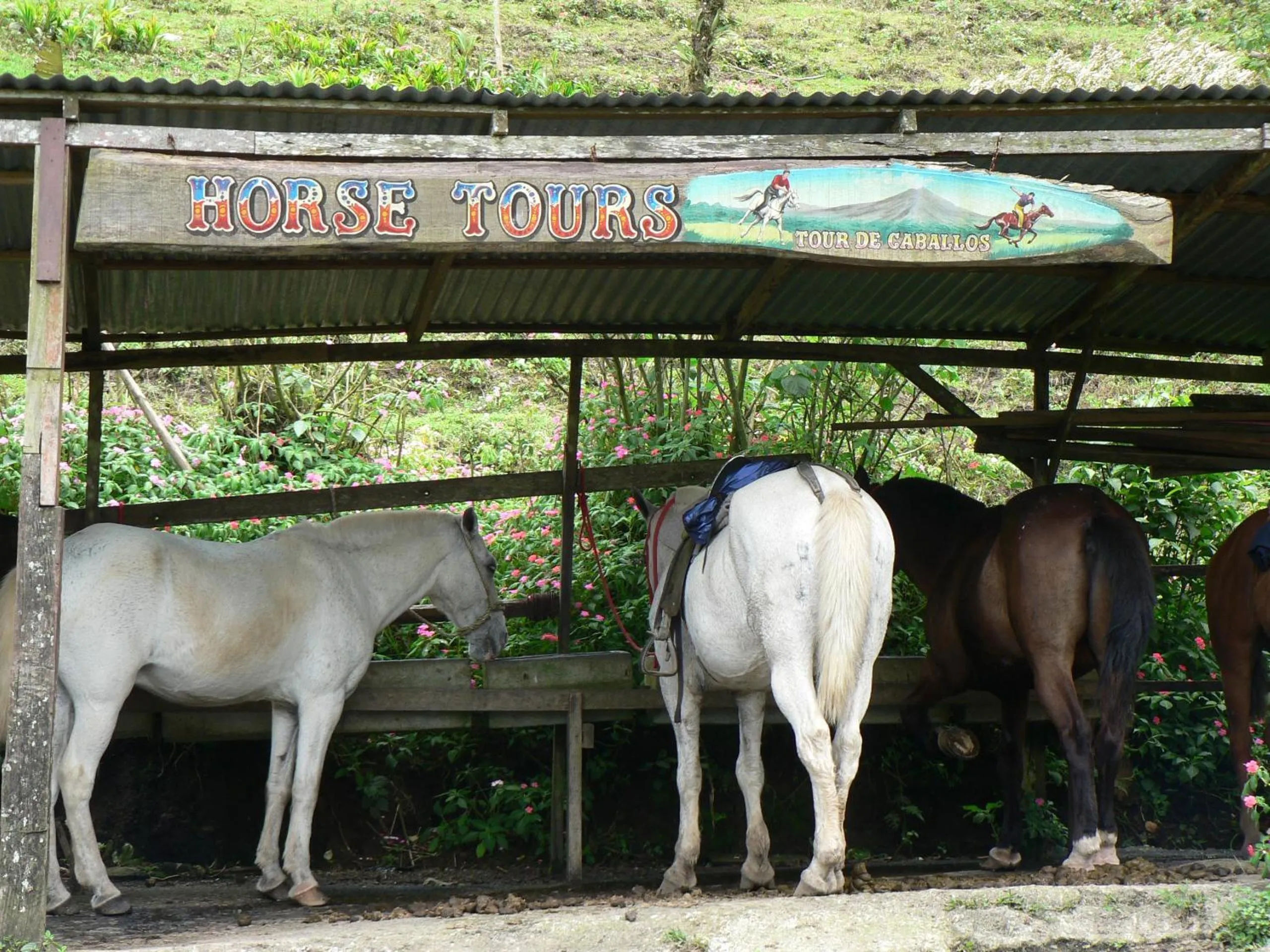 Animals in Hotel Arenal Lodge