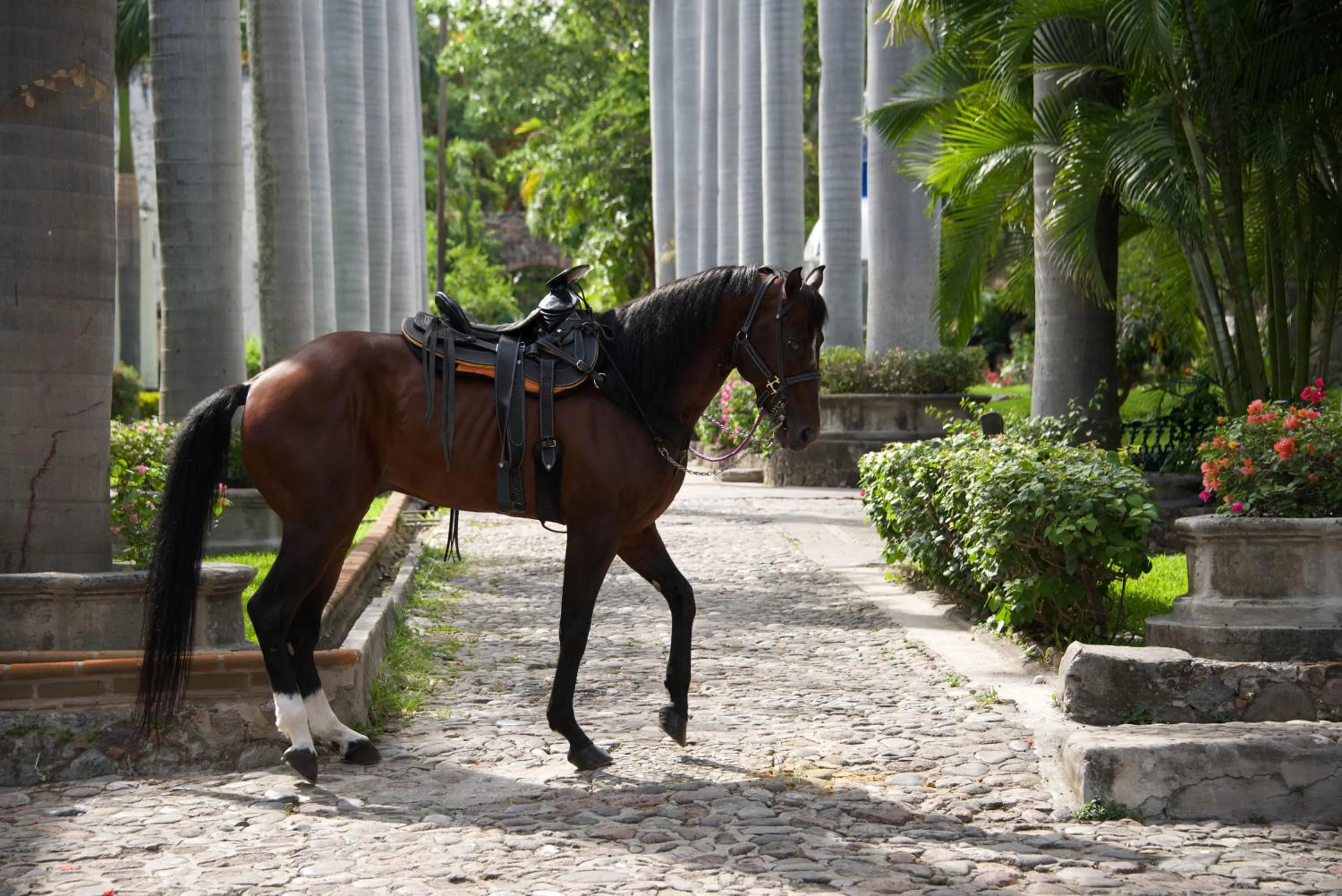 Garden in Hotel Hacienda Vista Hermosa