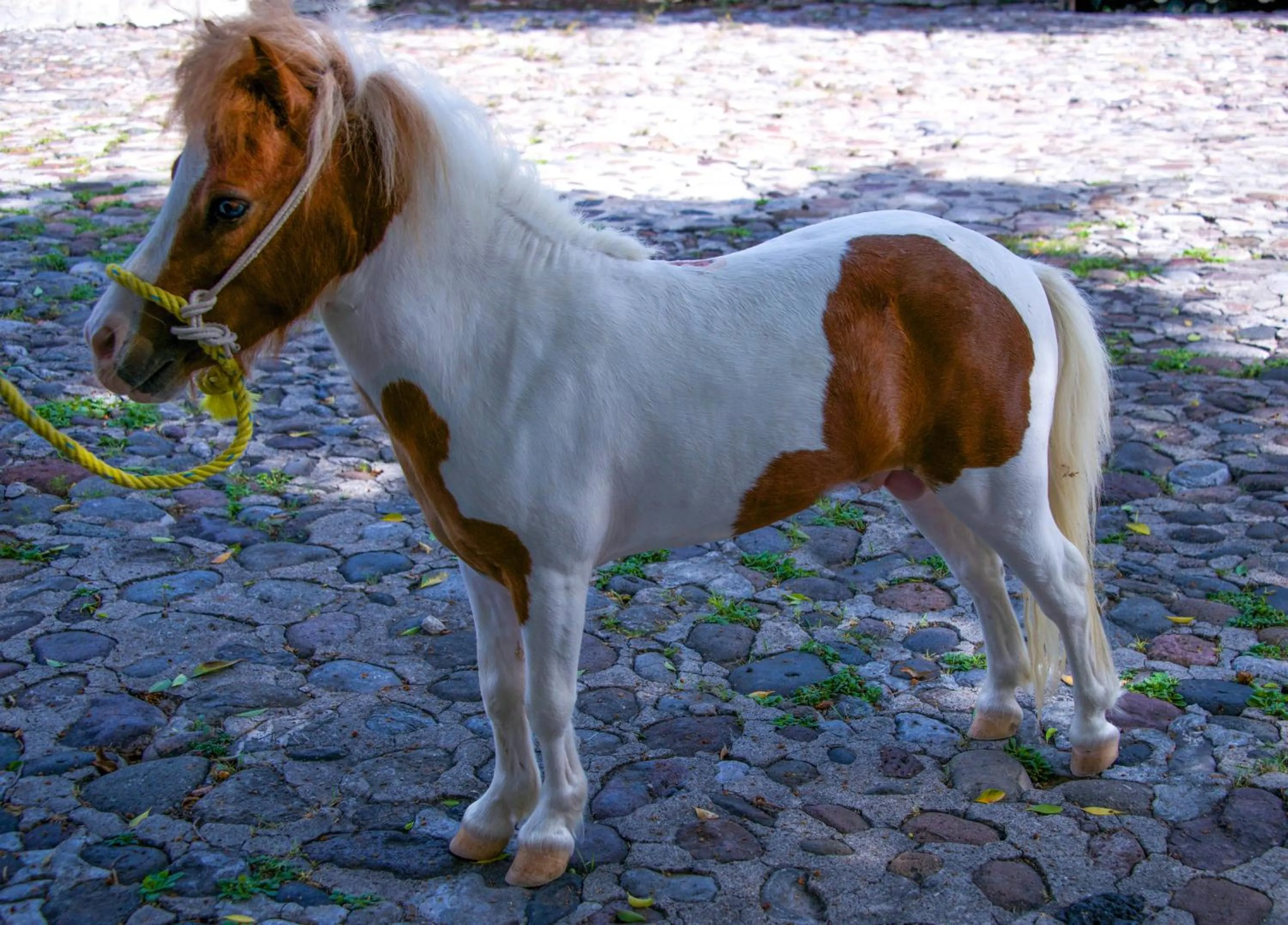 Animals in Hotel Hacienda Vista Hermosa