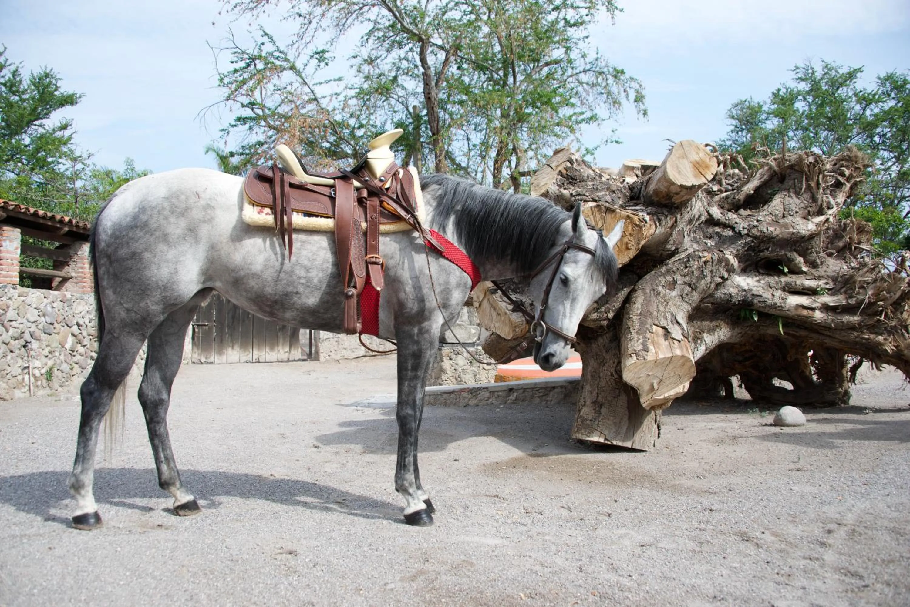 Animals in Hotel Hacienda Vista Hermosa