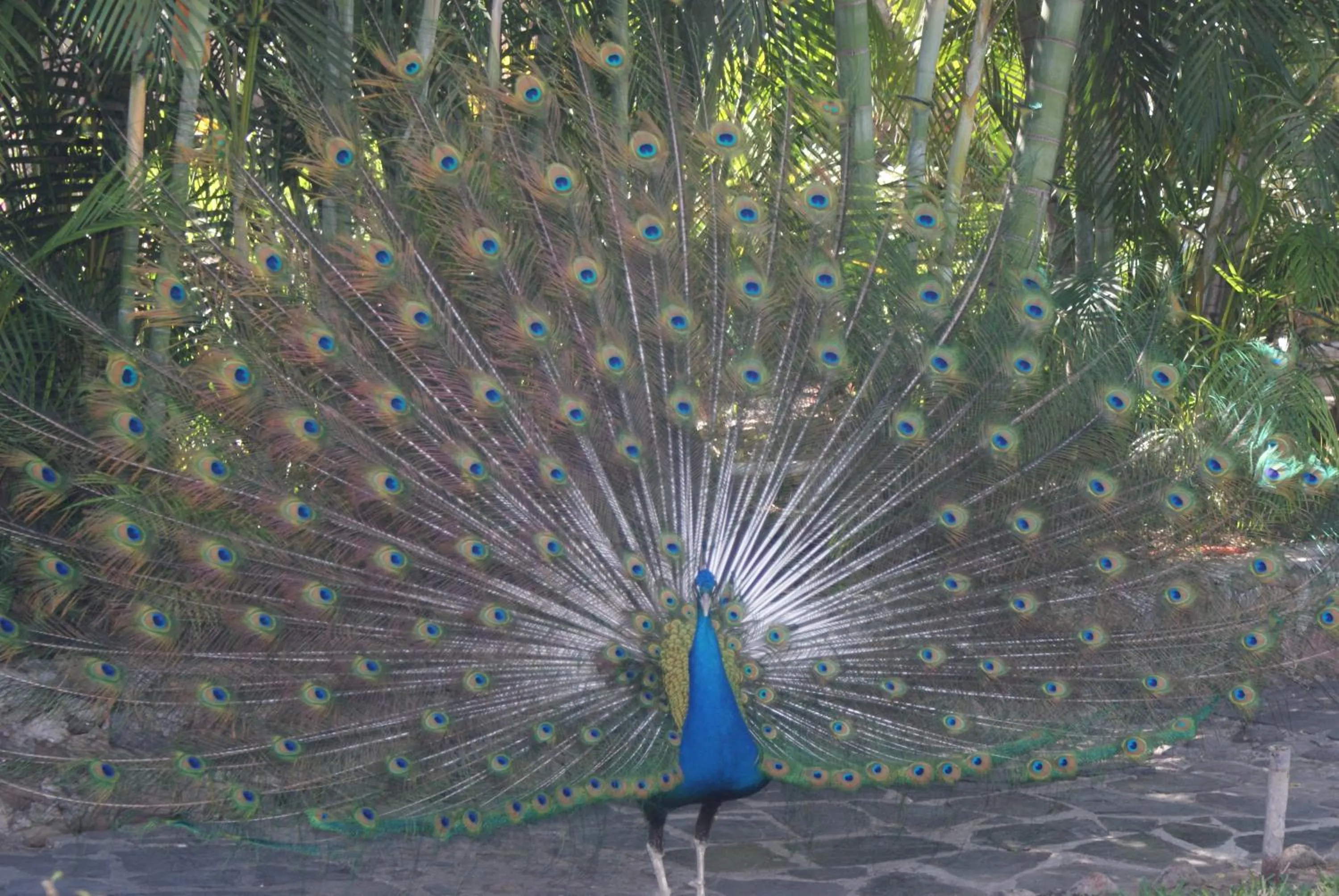 Animals in Hotel Hacienda Vista Hermosa