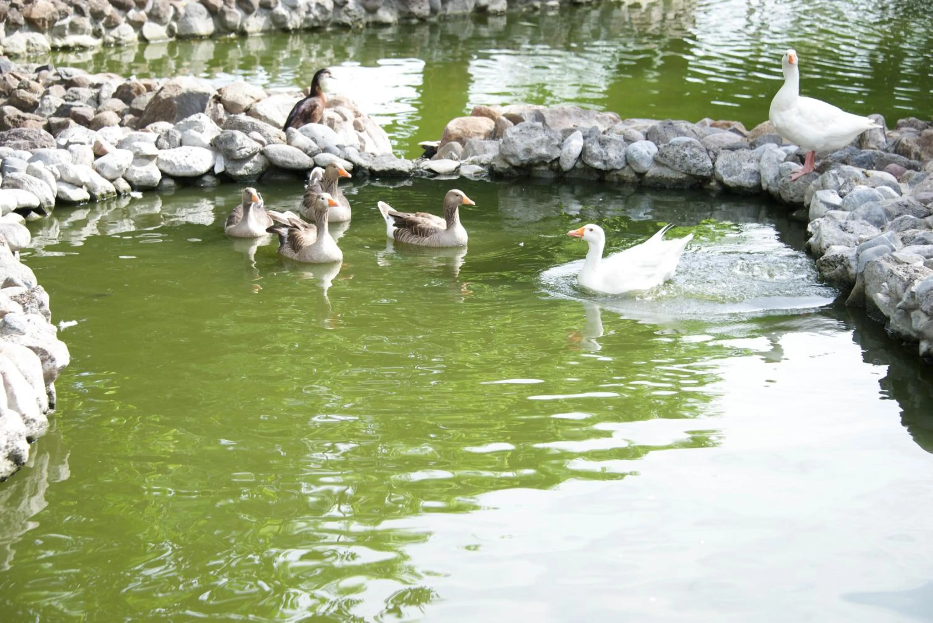 Lake view in Hotel Hacienda Vista Hermosa