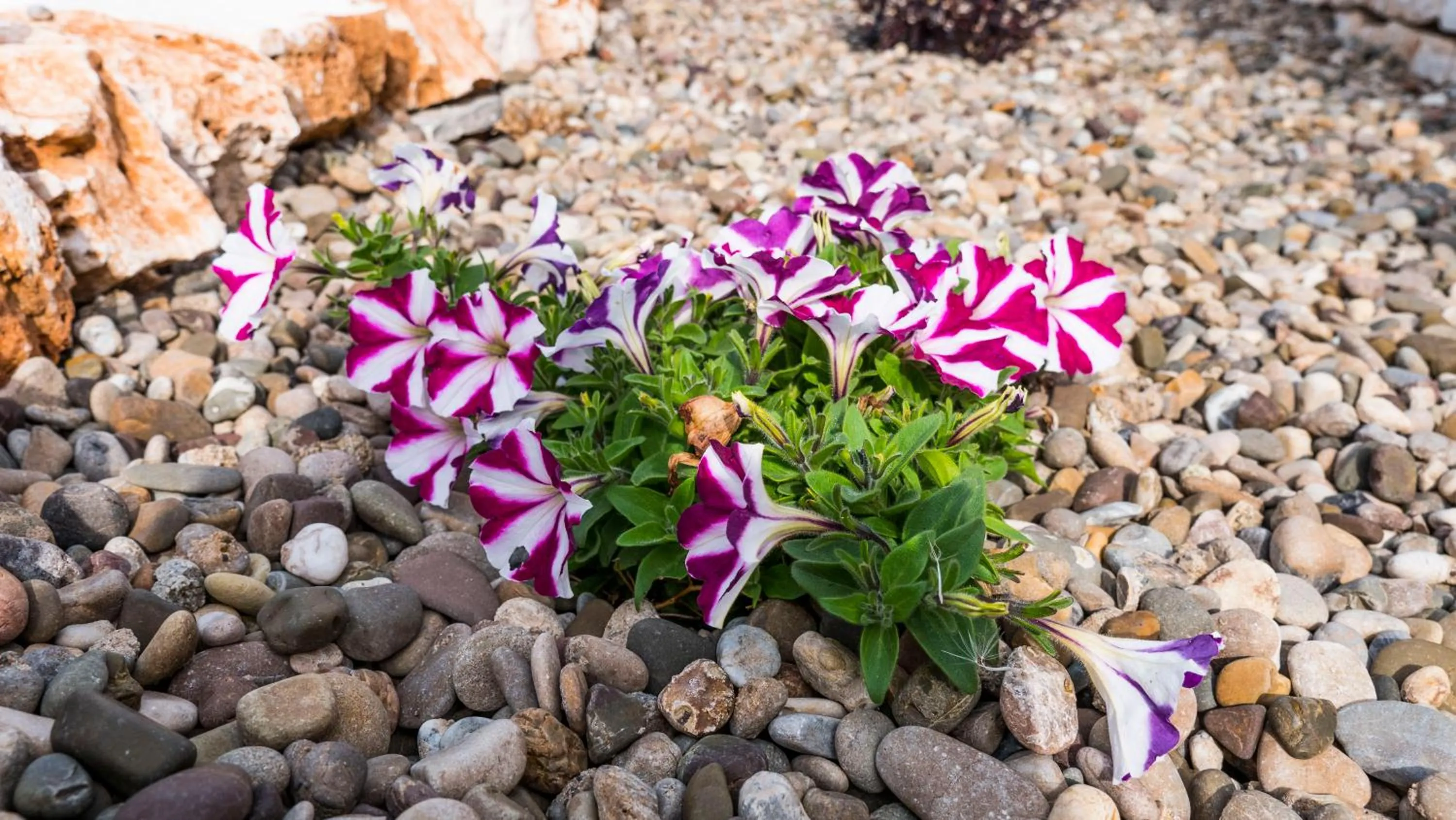 B&b I Trulli dei Desideri