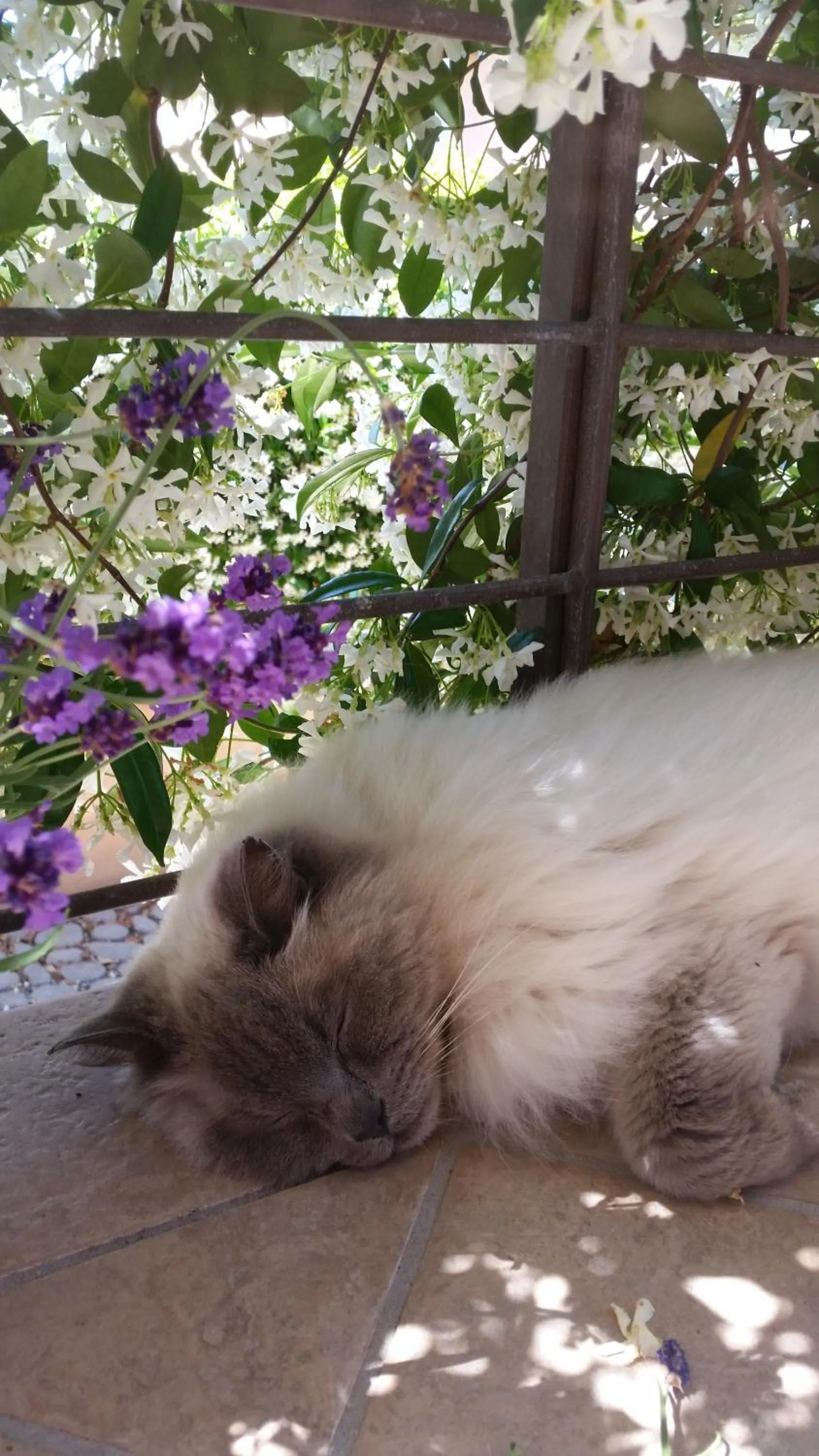 Spring in B&B L'Ulivo Fiumicino