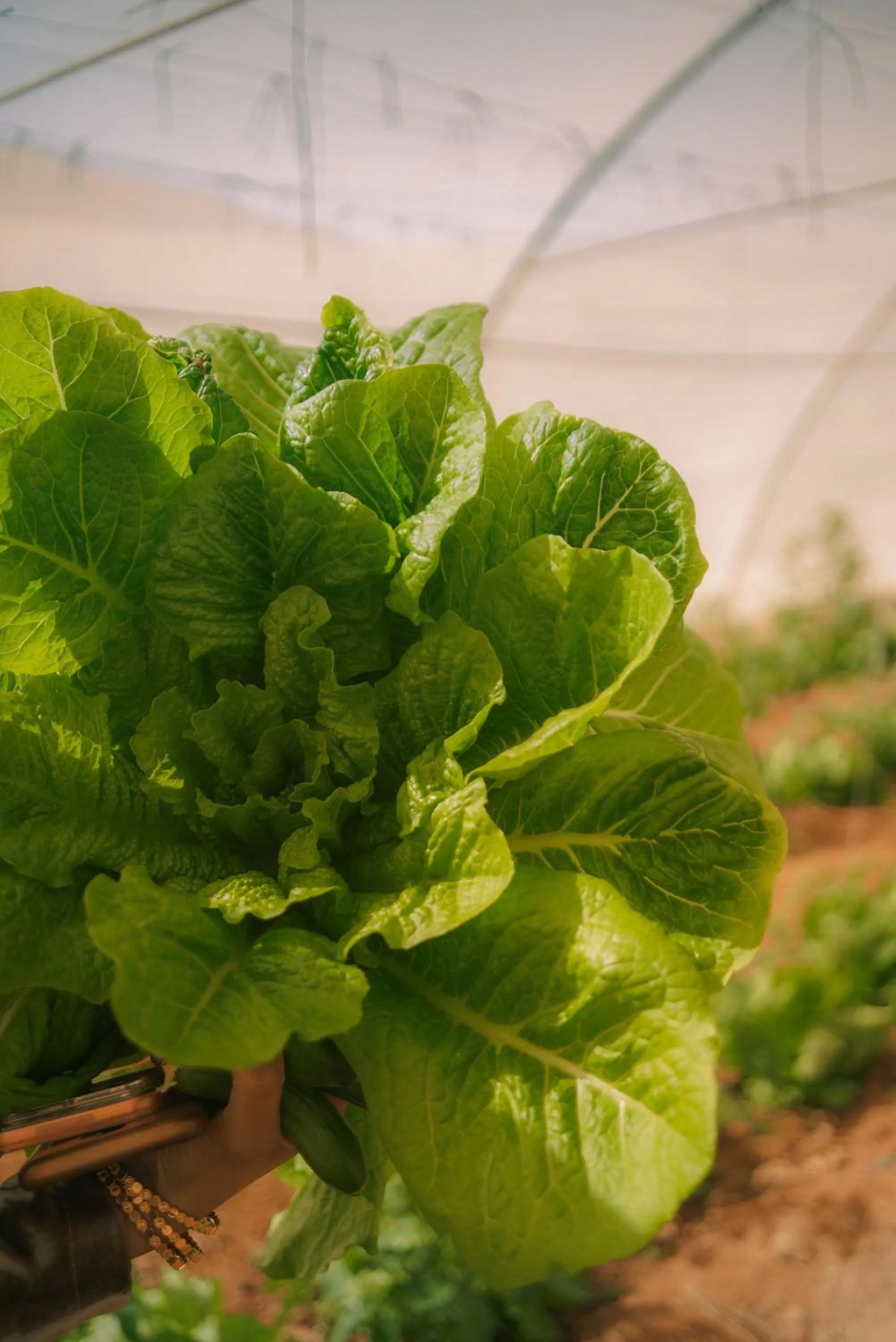 Sheikh Ali Dahab Resort