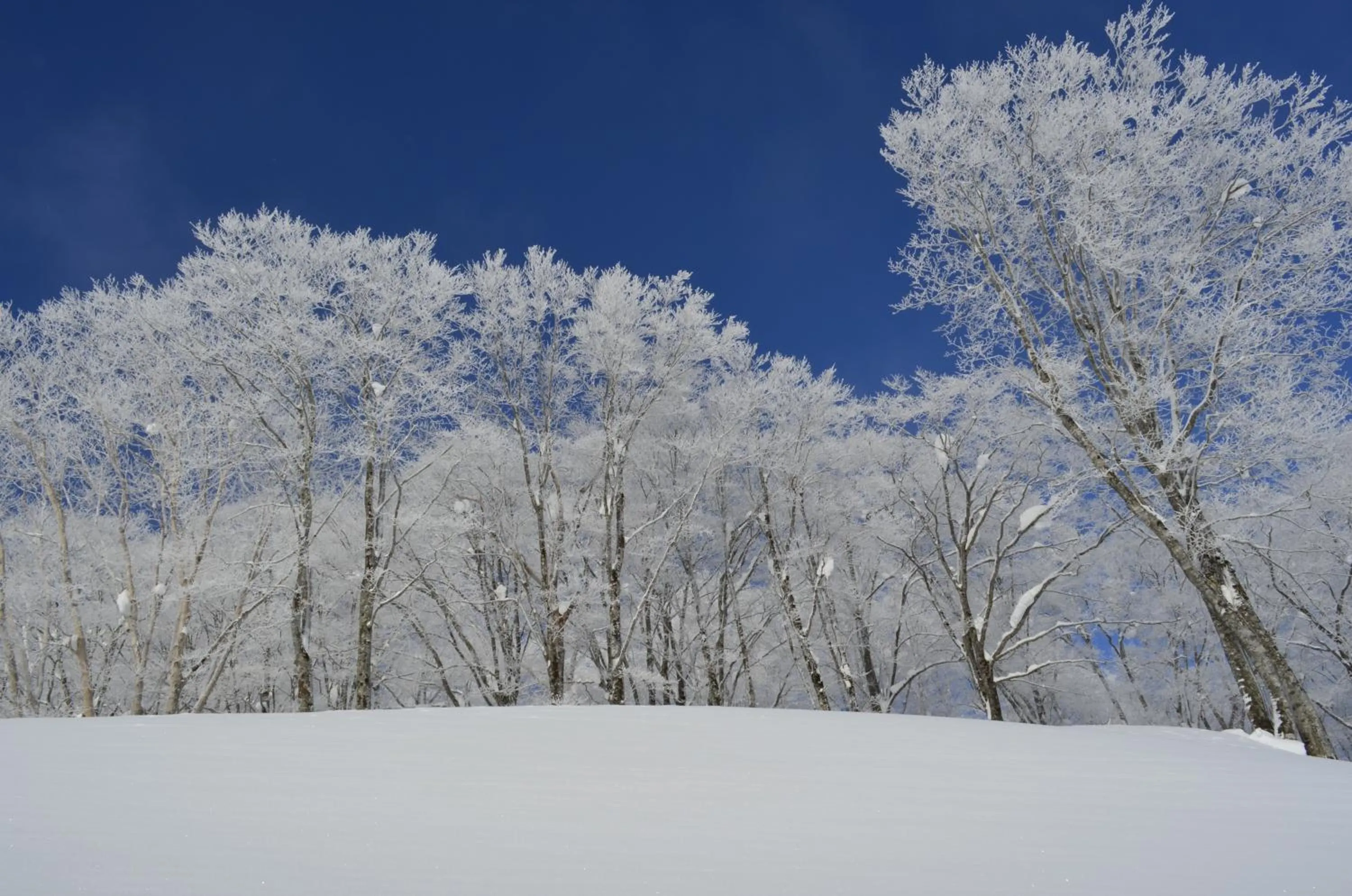 Skiing in Santana Lodge Hakuba